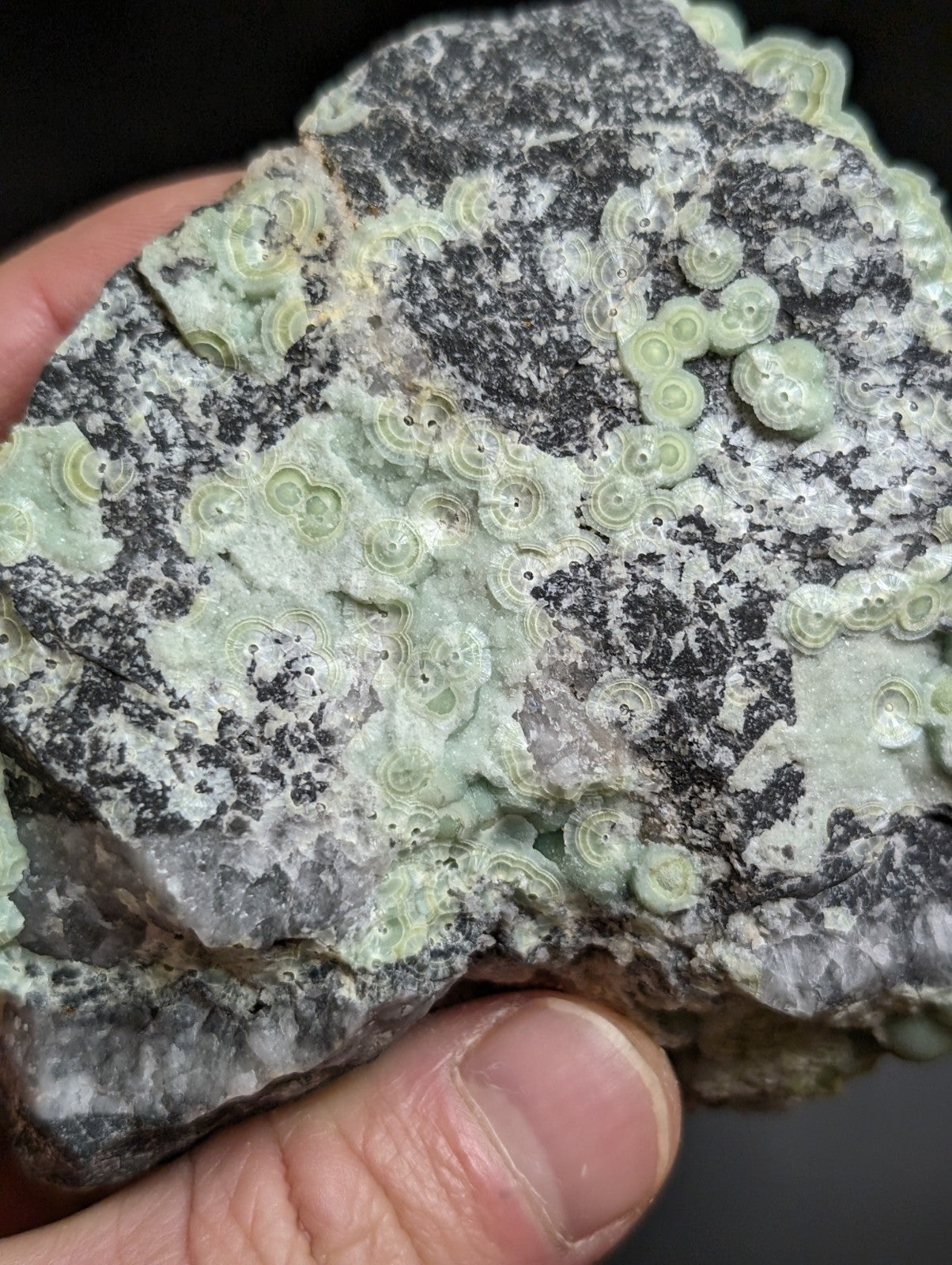 A hand holds a dark gray rock with light green, circular fossilized structures embedded across its surface.