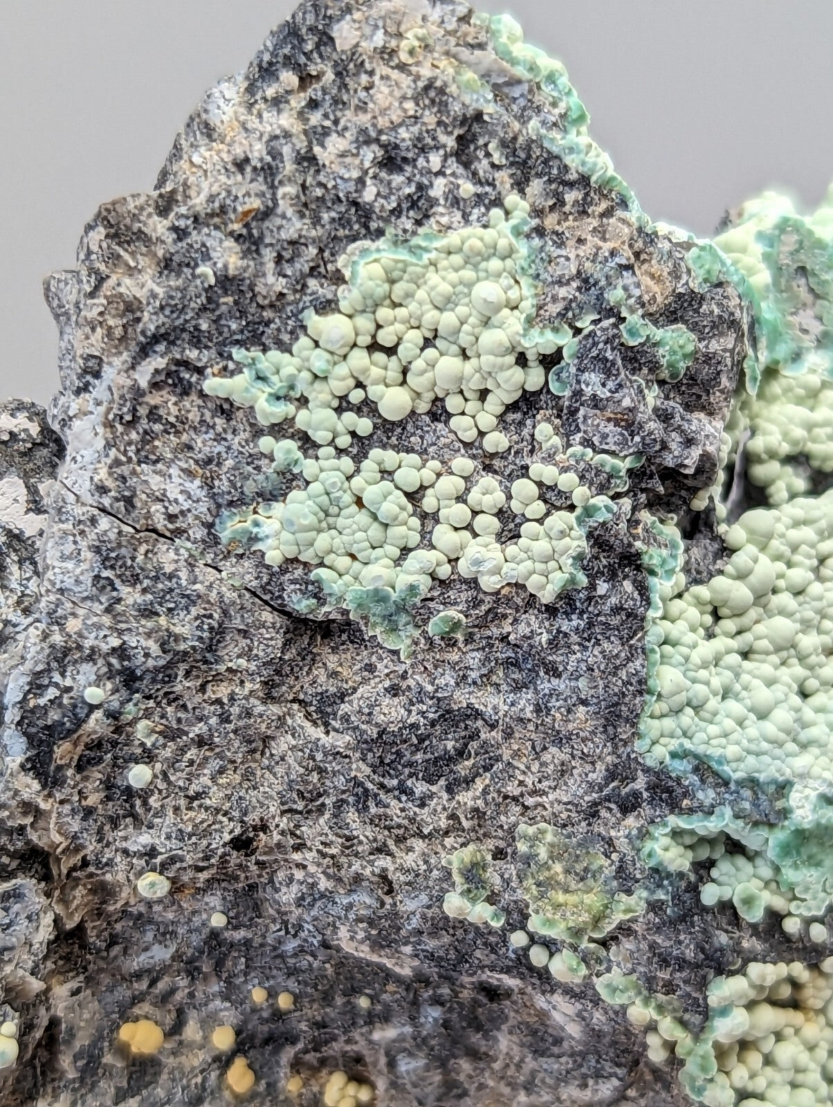 A textured gray rock surface adorned with patches of pale green, bumpy lichen.