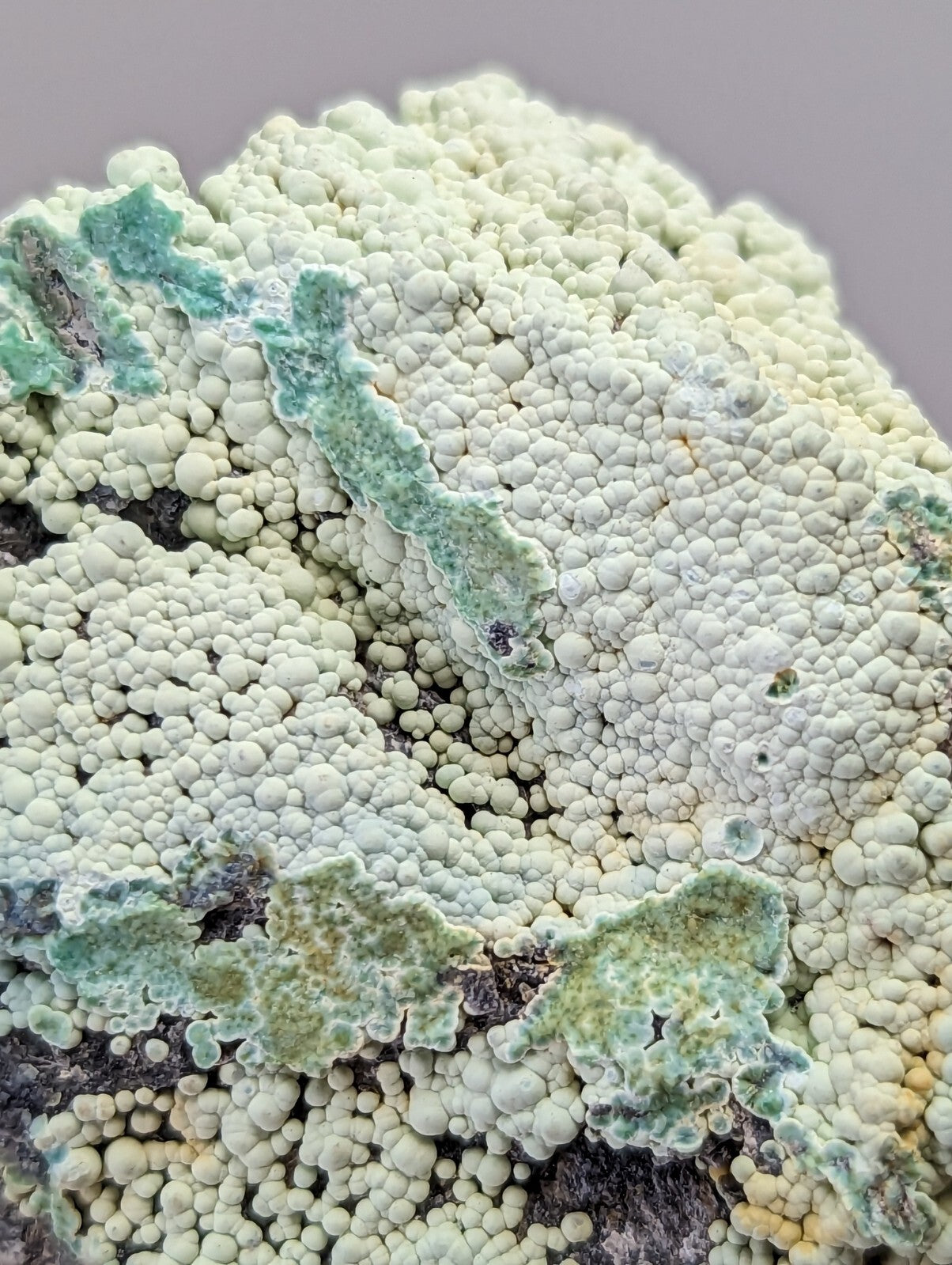 A textured patch of pale green and white lichen with a bumpy, granular surface.