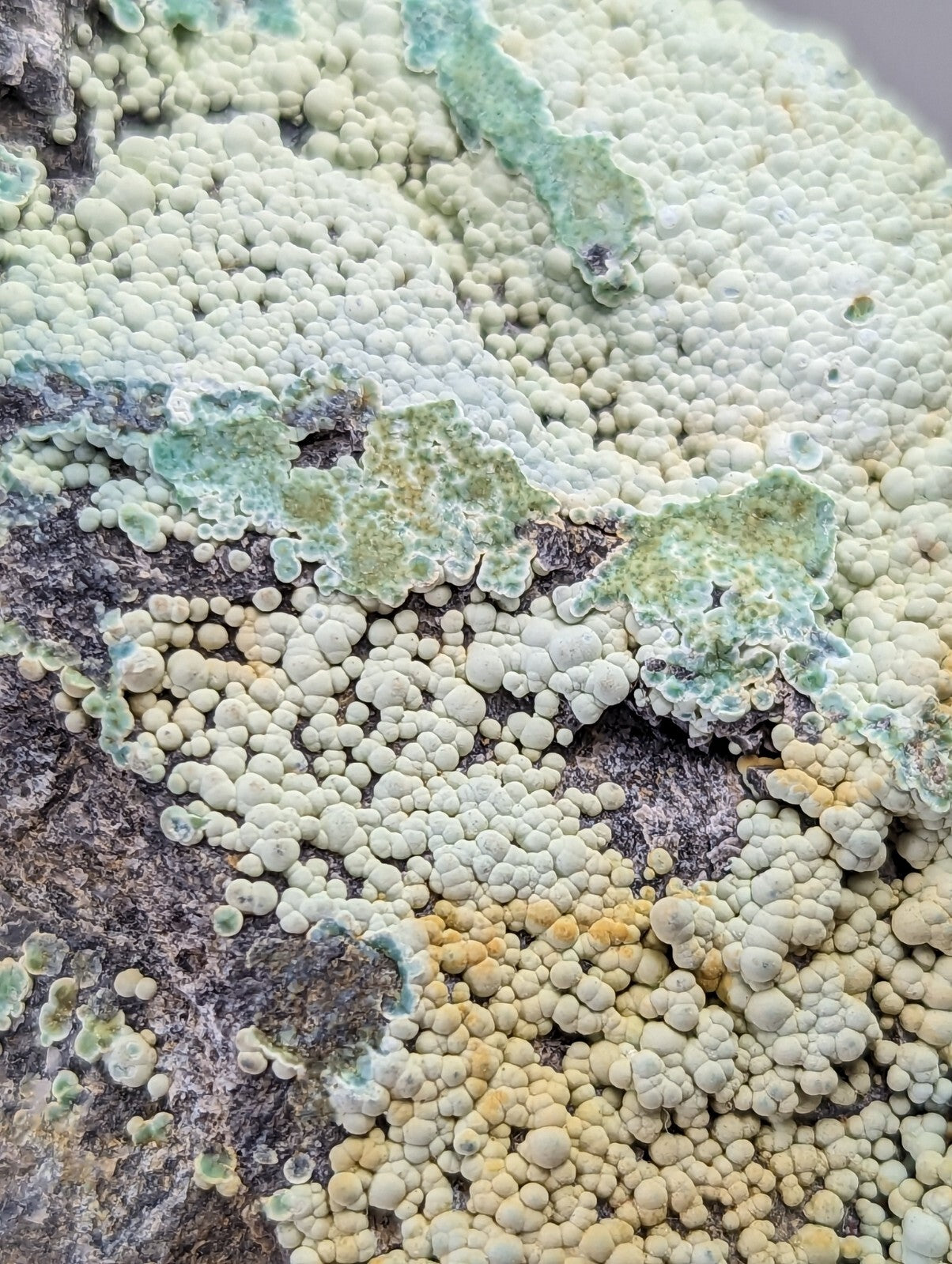 A textured patch of pale green and yellow lichen with a bumpy, granular surface growing on dark bark.