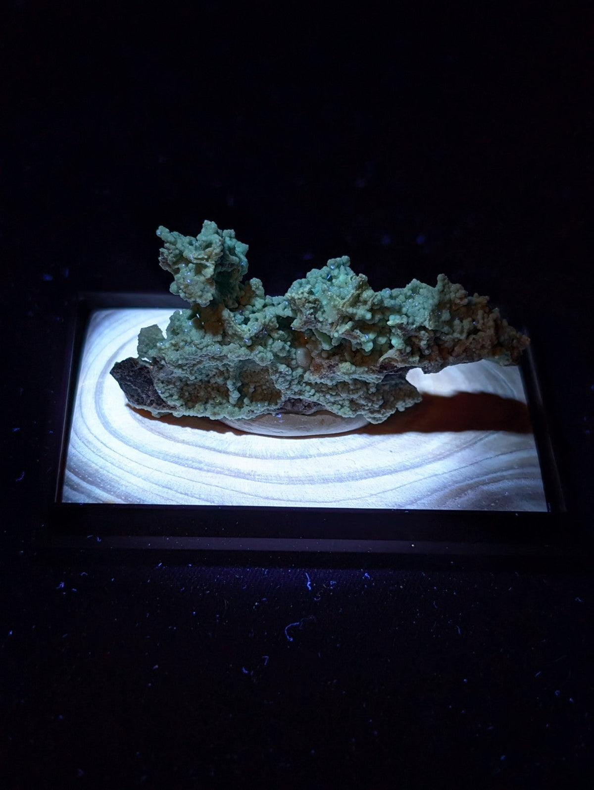 A textured, greenish-blue mineral specimen with a rough, branching surface rests on a dark base within an illuminated display case.