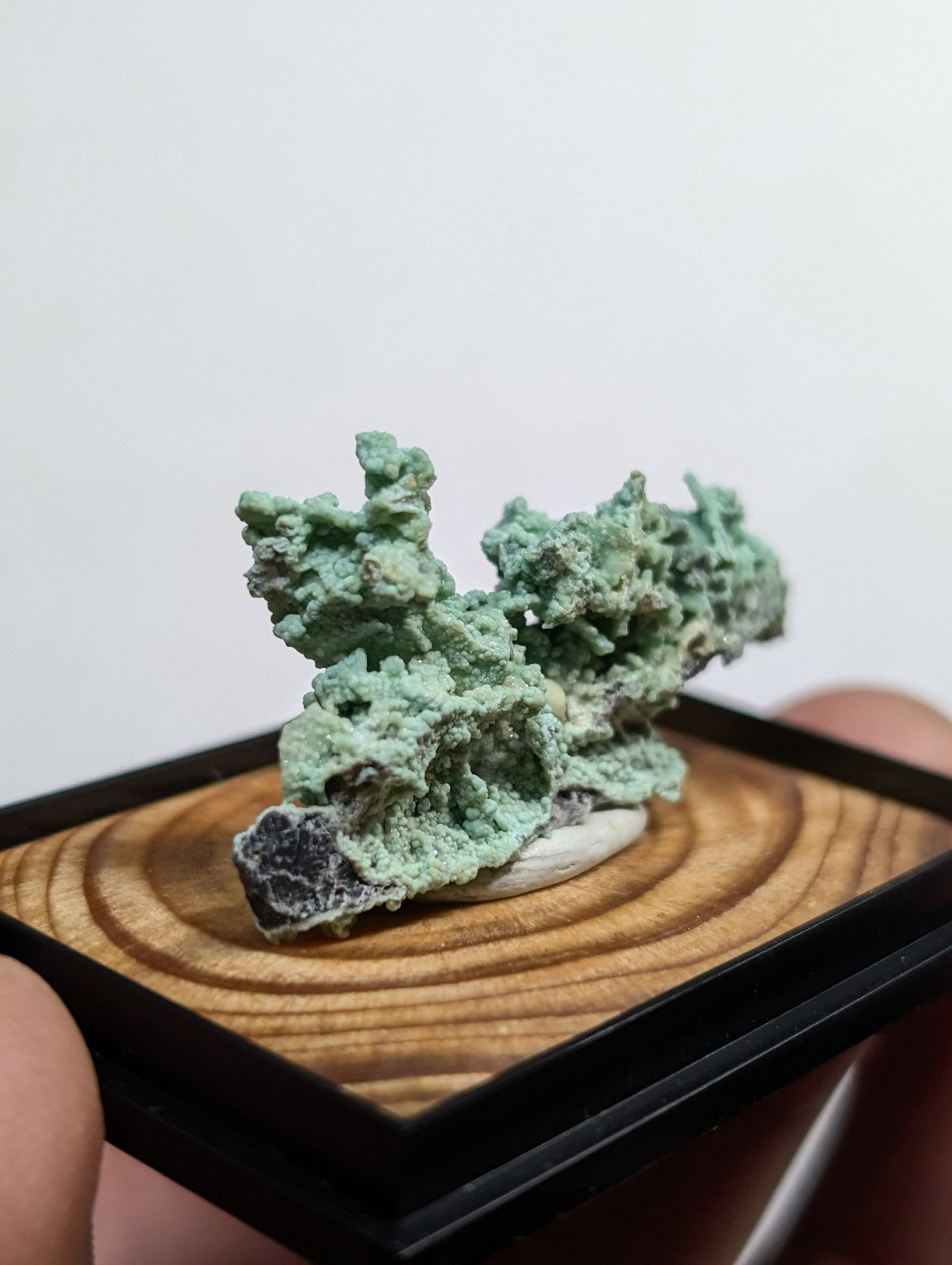 A textured, light green mineral specimen with a rough, branching surface rests on a wooden base within a black-framed display case.