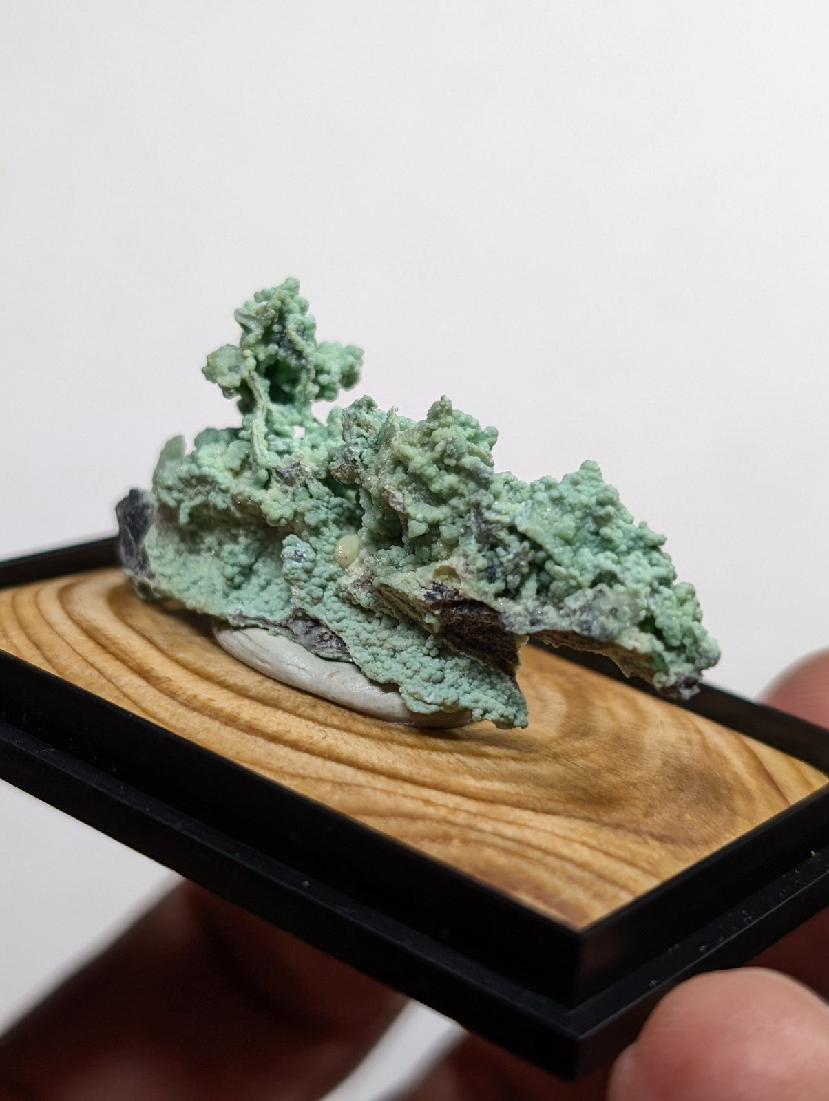 A textured, mossy green mineral specimen with patches of dark gray rock resting on a wooden display tray.