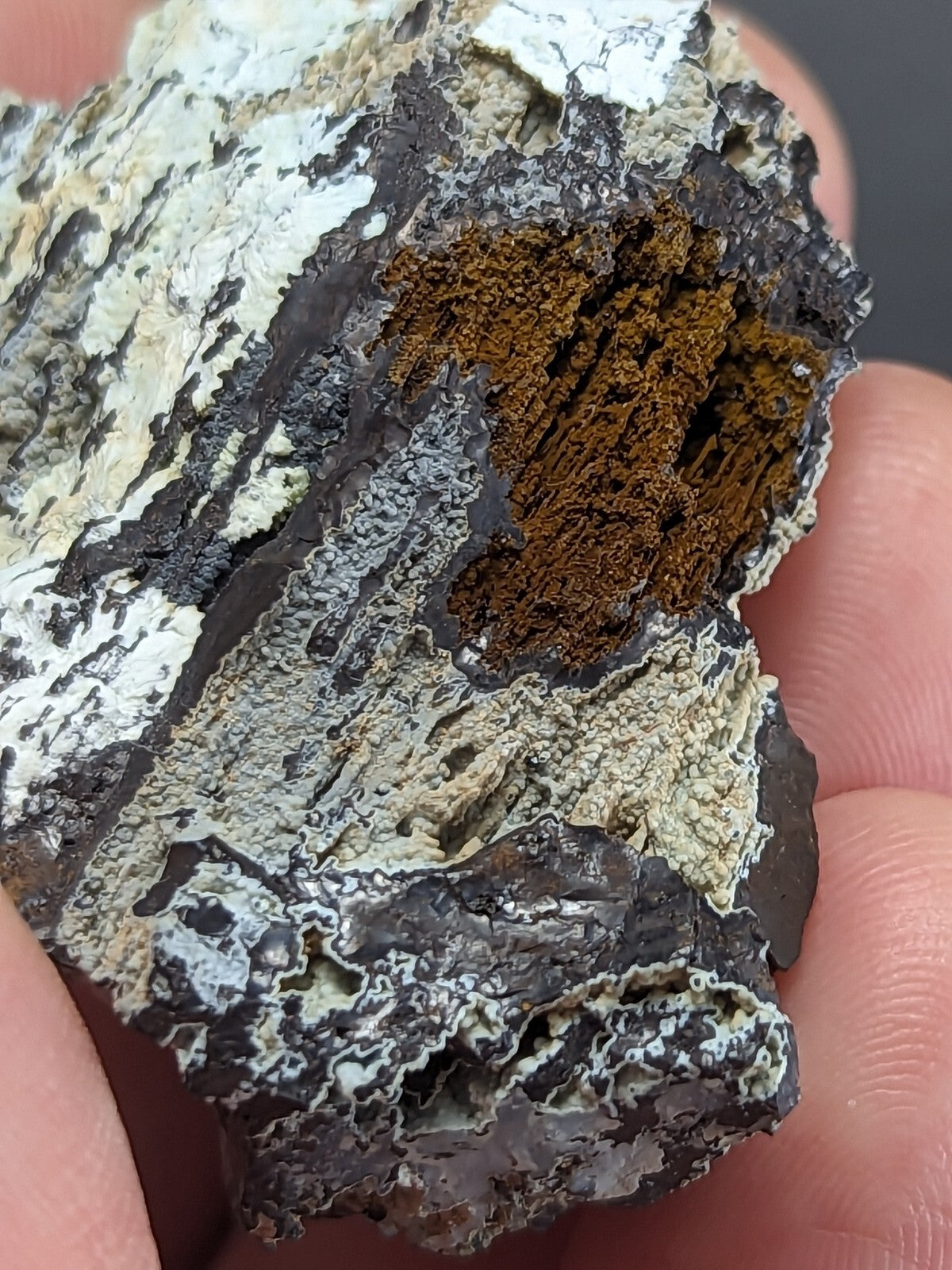 A rugged, irregularly shaped rock with a striking contrast of dark gray and white mineral layers enclosing a rich brown, fibrous interior.