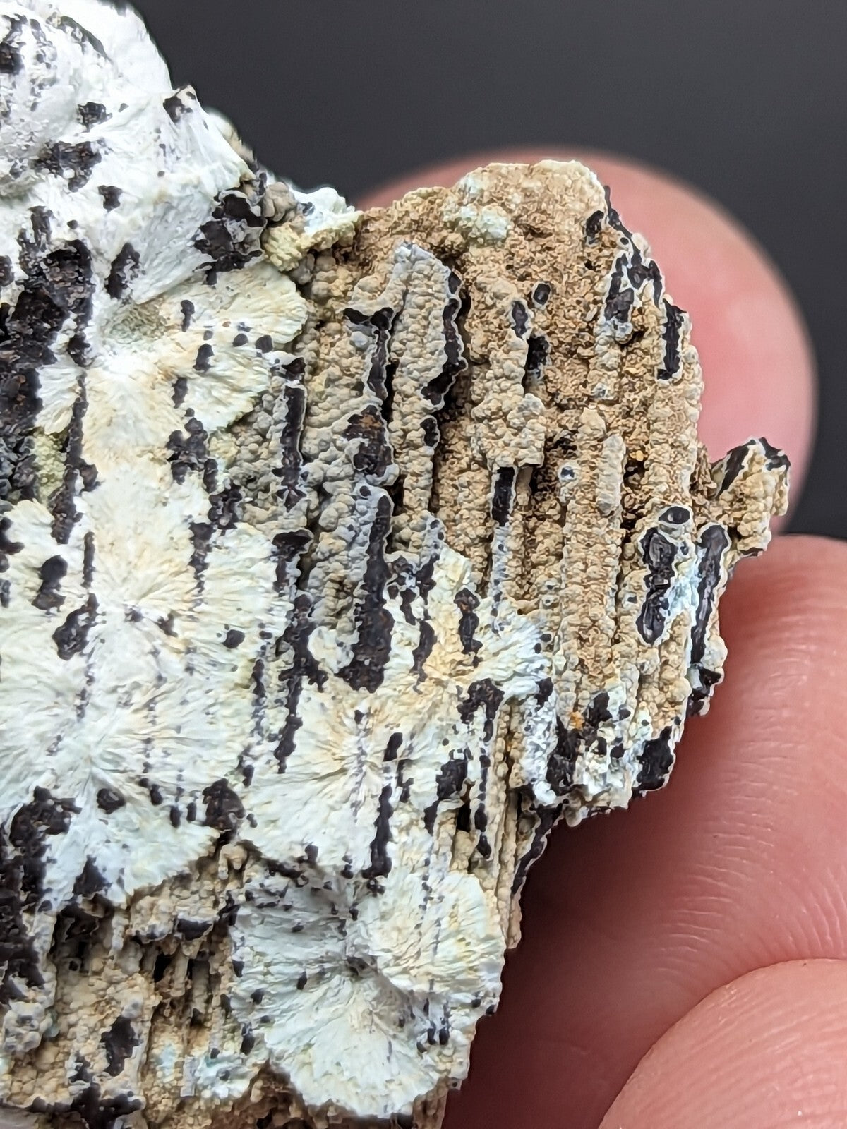 A textured, irregularly shaped piece of lichen with a mottled pattern of white, beige, and black patches.