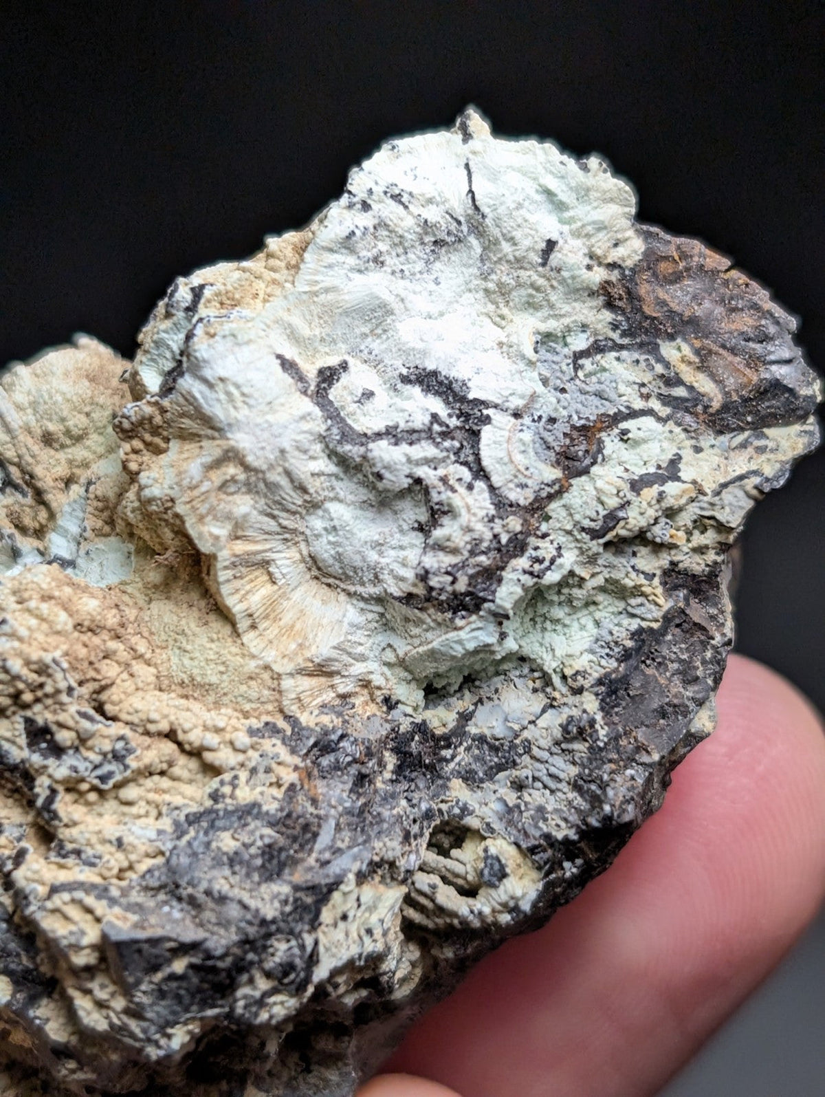 A rugged, multi-toned mineral specimen featuring intricate white and gray fossilized shell patterns embedded in a rough-textured matrix of earthy browns and blacks.