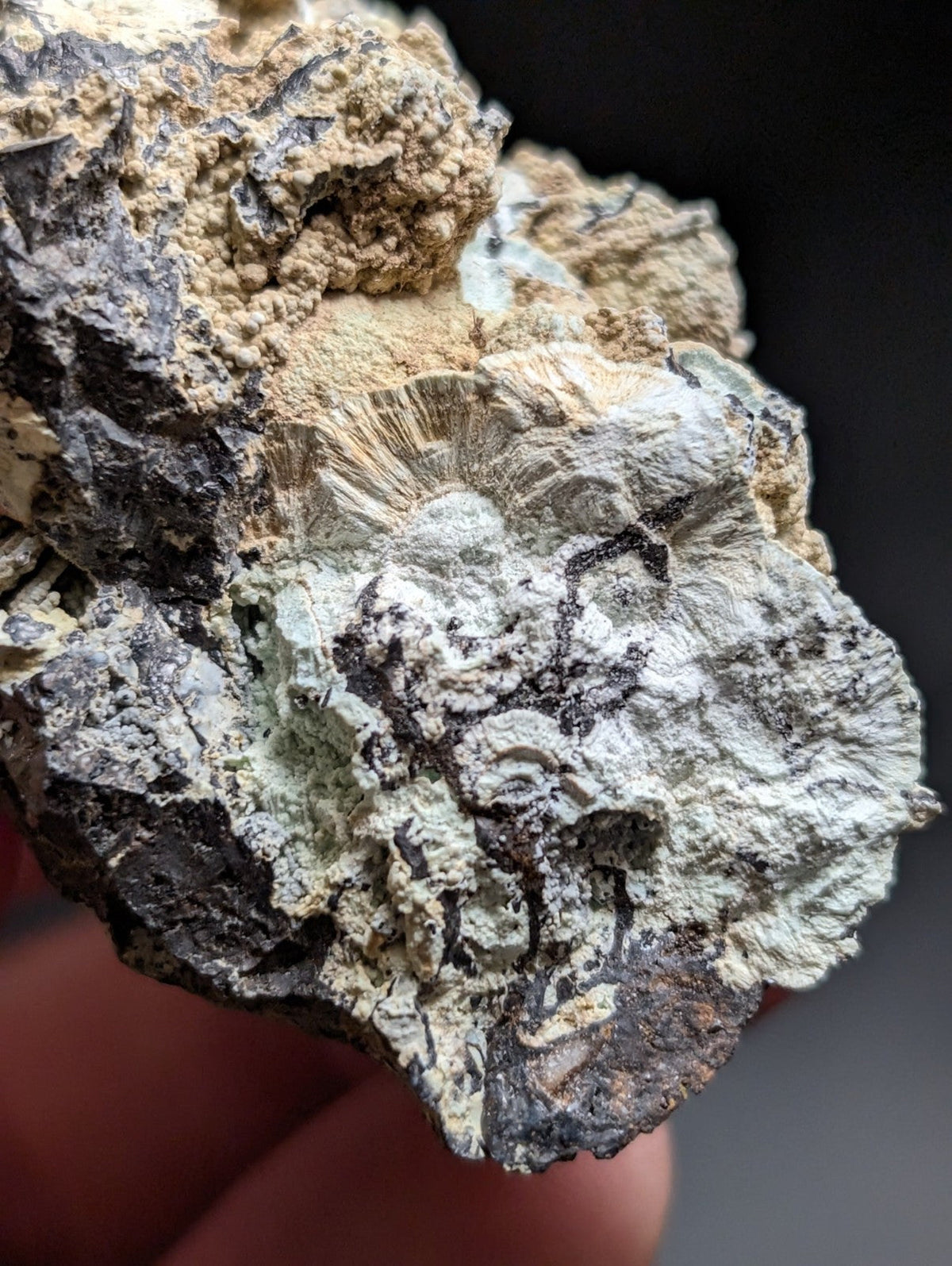 A textured, irregularly shaped fossilized rock specimen with a mottled surface of gray, white, and beige tones.