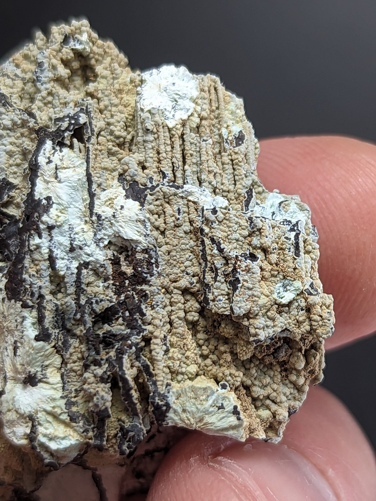 A textured, beige and white lichen specimen with a rough, bumpy surface held between fingers.