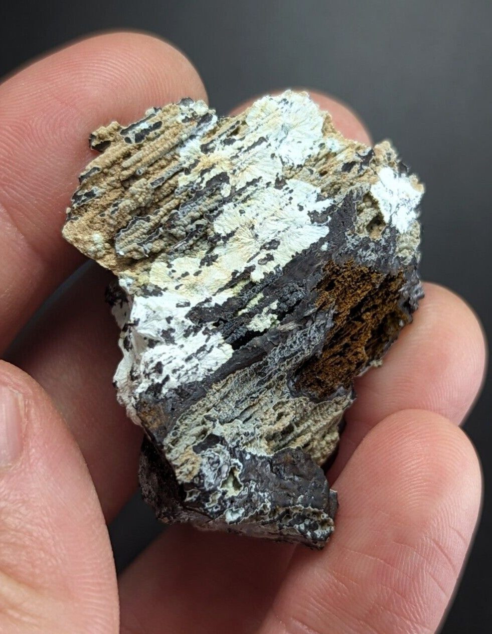 A hand holds a rugged, layered rock specimen featuring intricate patterns of white, gray, black, and earthy brown hues.