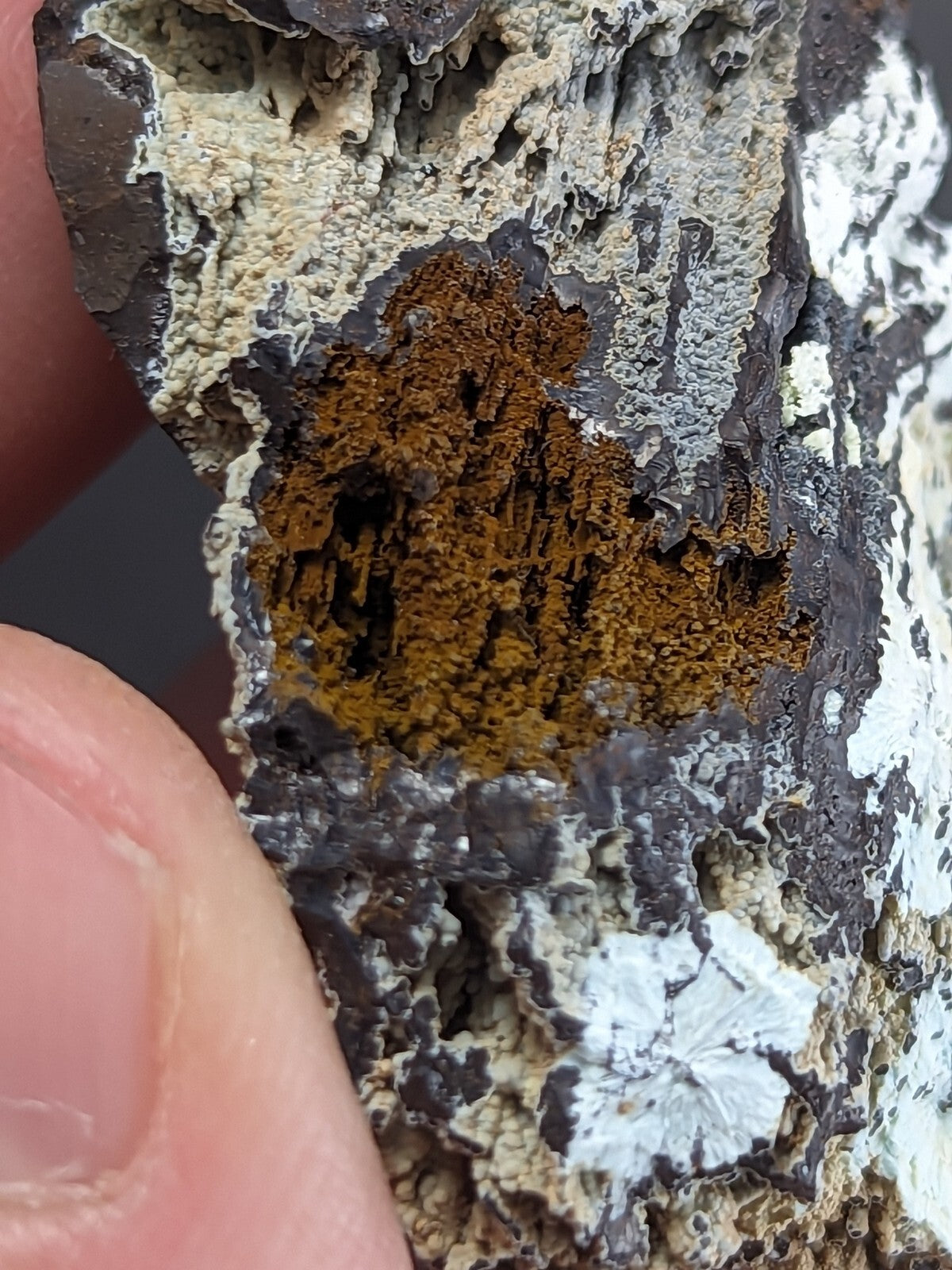 A textured, irregularly shaped rock specimen featuring patches of orange-brown lichen and white-gray crustose growths on a dark gray base.