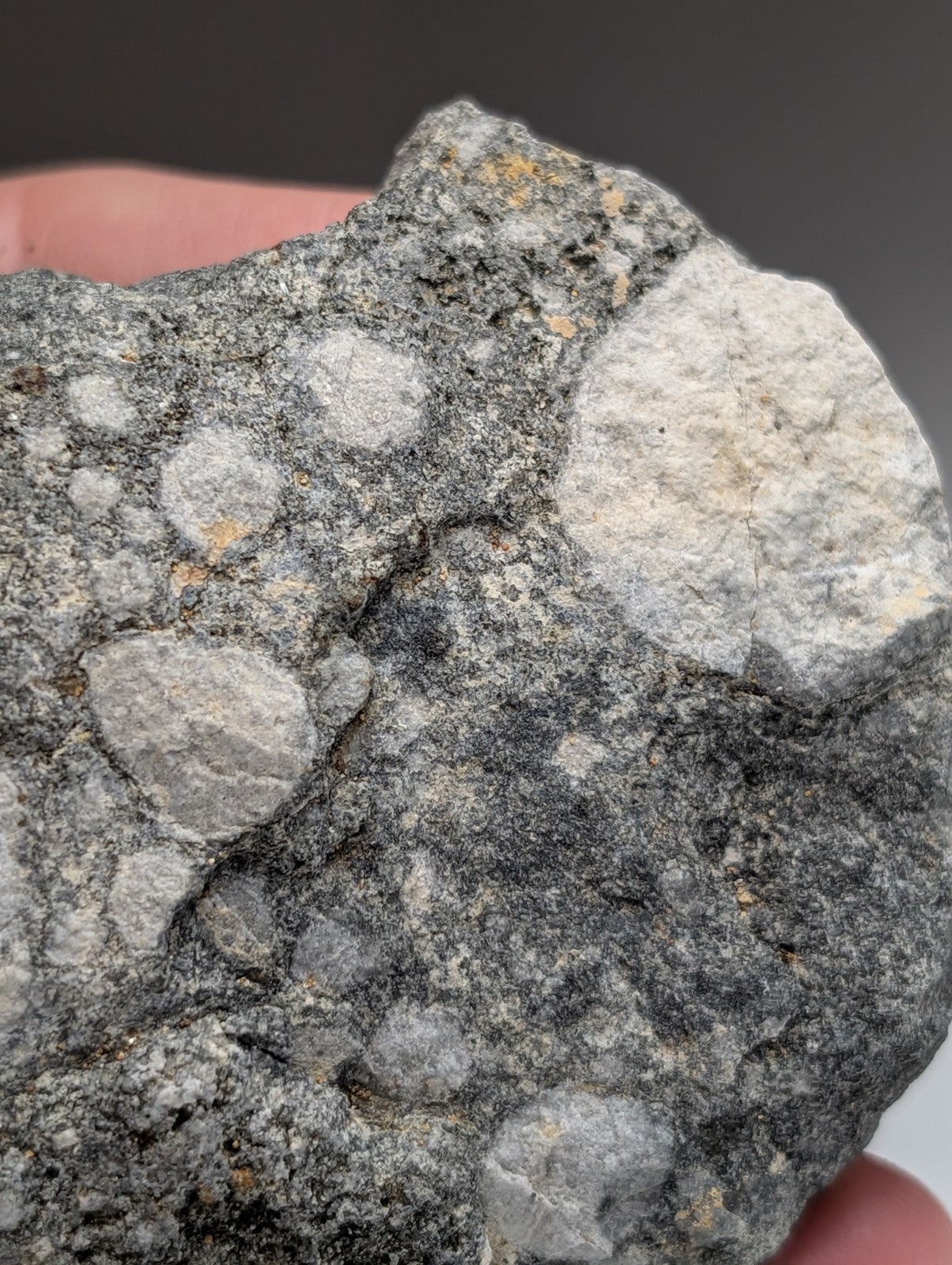 A gray speckled pseudoleucite syenite rock with rounded white and light-gray mineral inclusions from Arkansas USA