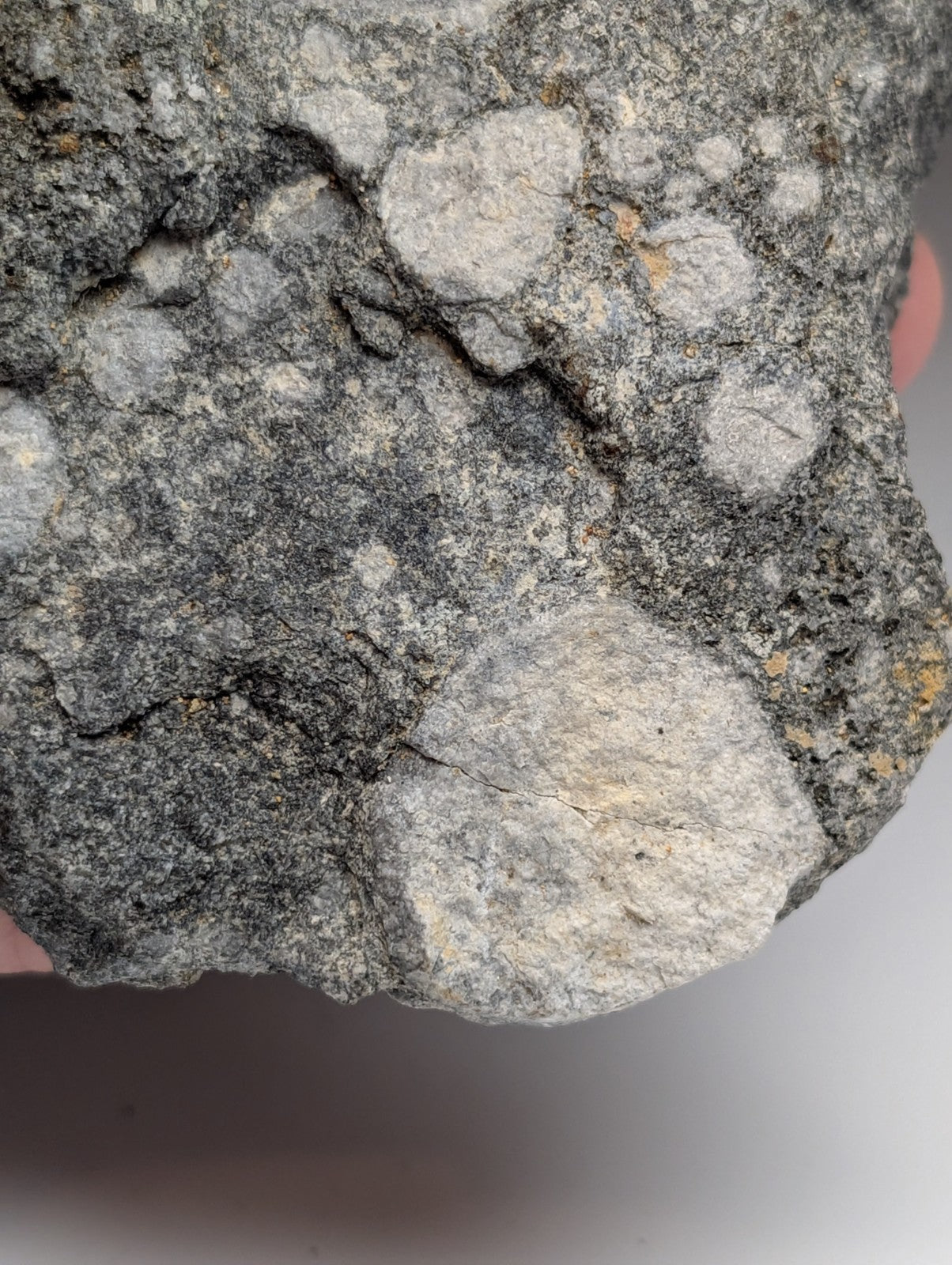 A rugged gray pseudoleucite syenite rock with lighter circular inclusions from magnet cove Arkansas usa by A+ Aesthetics