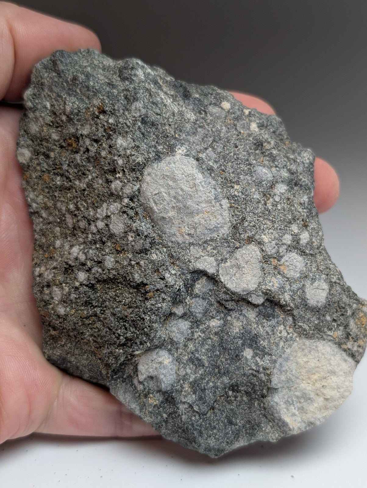 A rugged gray pseudoleucite syenite rock with lighter mineral pockets from magnet cove igneous complex arkansas usa