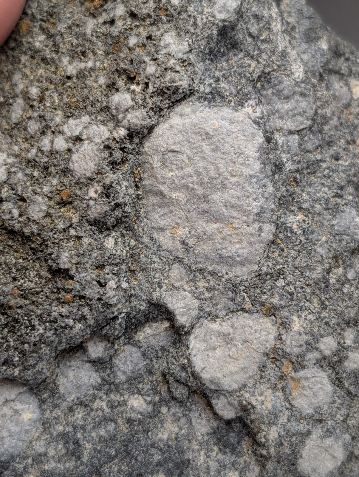A gray textured pseudoleucite syenite rock with lighter mineral grains and an oval smoother section from magnet cove arkansas