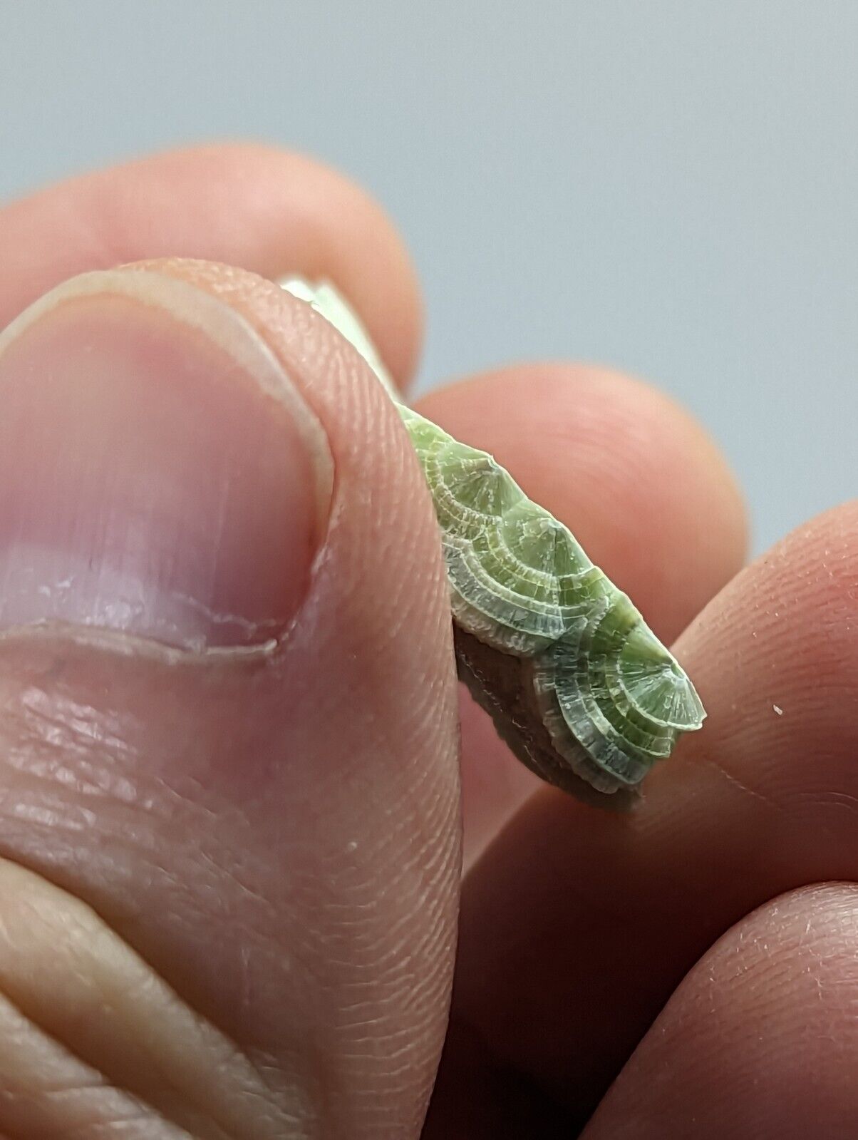 Pure Wavellite Floater - Fantastic 1990s Old Stock - Mauldin Mountain Arkansas - Collectibles:Rocks Fossils &