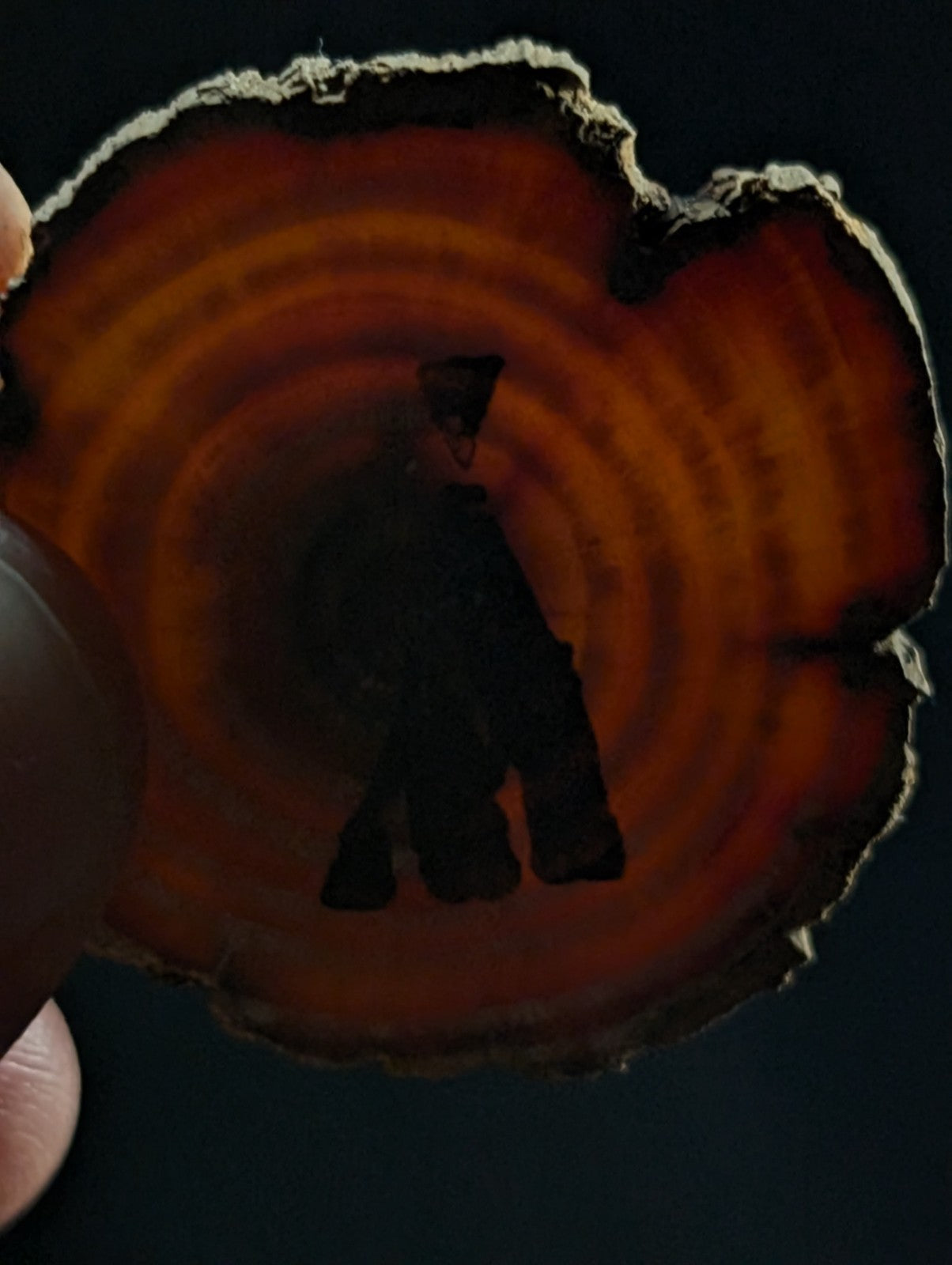 A rustic, circular slice of wood with warm amber and brown concentric rings, featuring a dark silhouette cutout in the center.