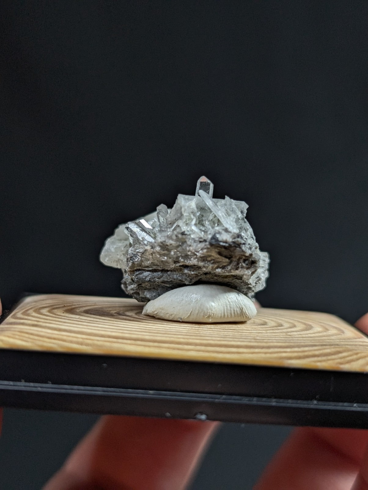 A translucent quartz crystal cluster emerging from a dark, textured rock base and resting atop a smooth white shell.