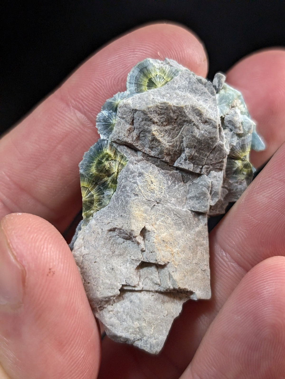 A hand holds a rough, gray rock specimen featuring vibrant green and yellow fossilized spiral patterns.