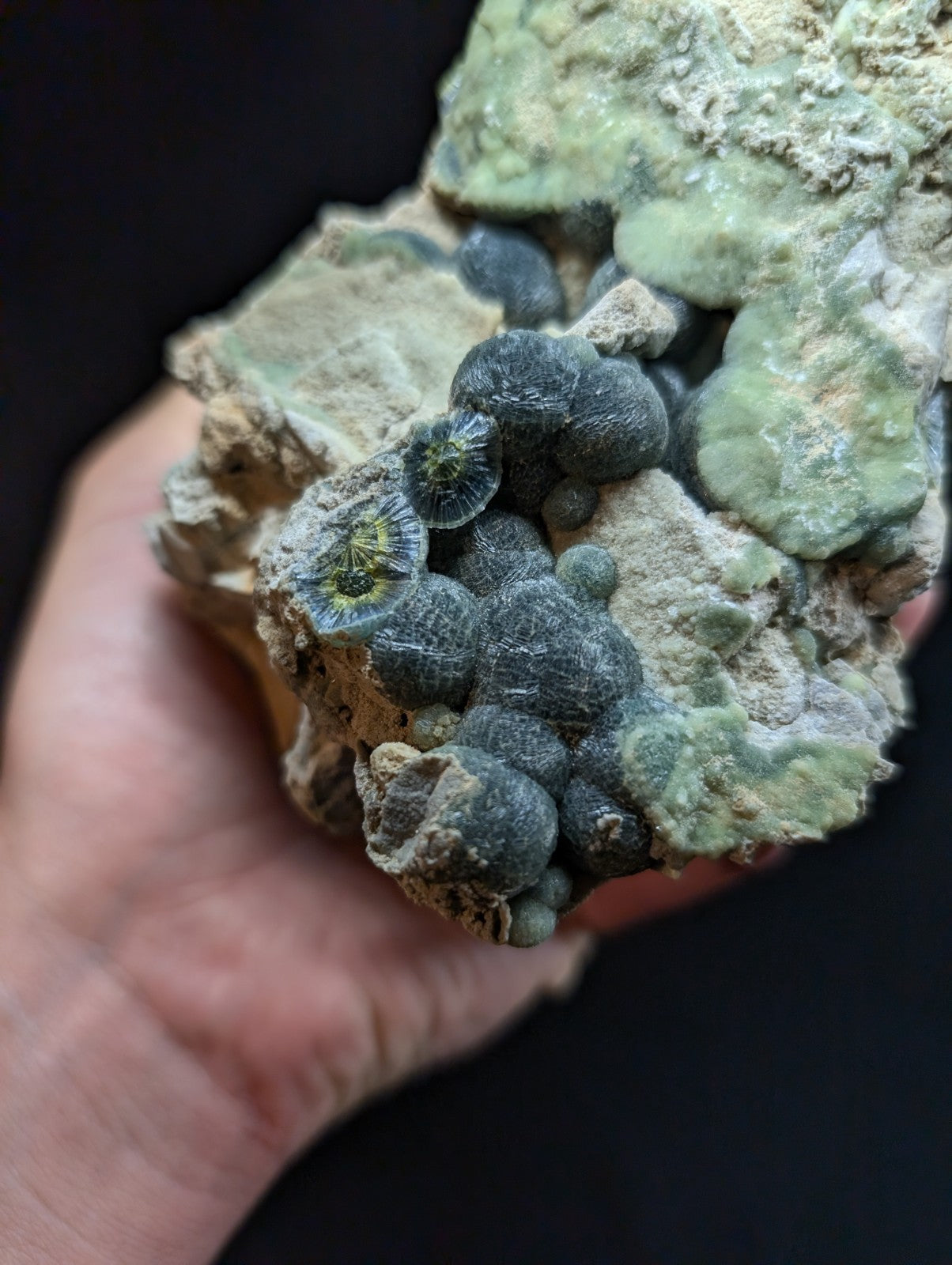 A hand holds a geological specimen featuring clusters of dark gray, rounded fossilized coral heads with subtle greenish-yellow centers nestled within textured, light green and beige rock.