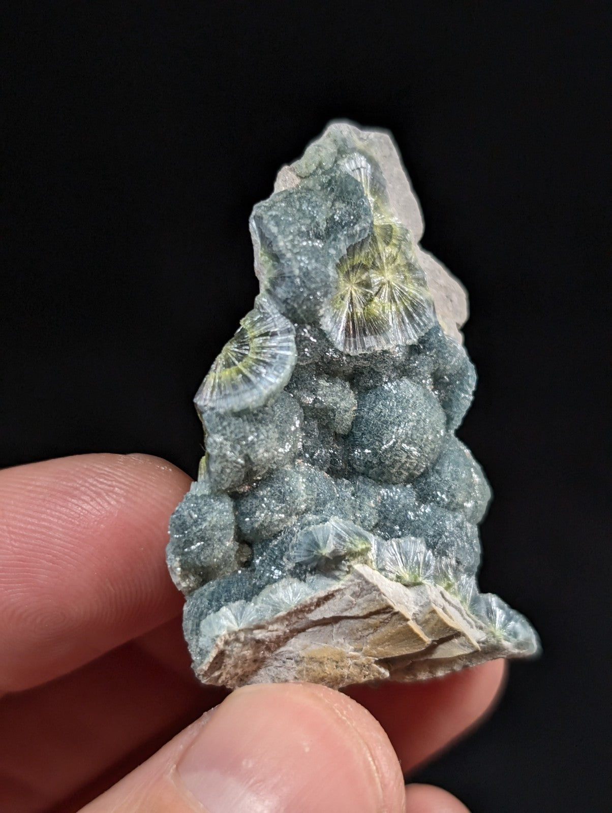 A striking green and white fossilized coral cluster with intricate, fan-like structures embedded in a rough-textured rock matrix.