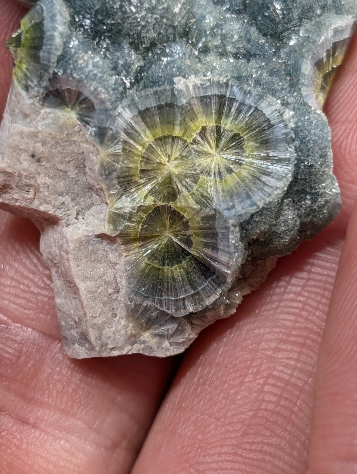 A hand holds a piece of gray rock featuring three distinct, translucent yellow-green fossilized coral formations with radiating patterns.