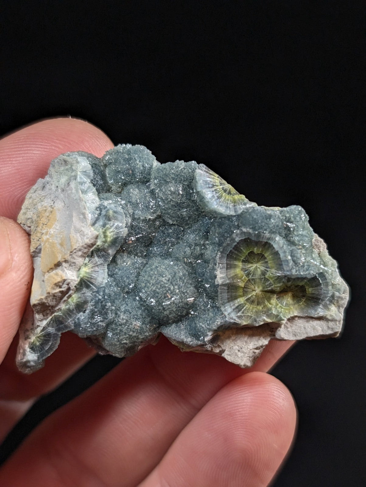 A hand holds a gray-green fossilized coral specimen with intricate, circular patterns and translucent sections.