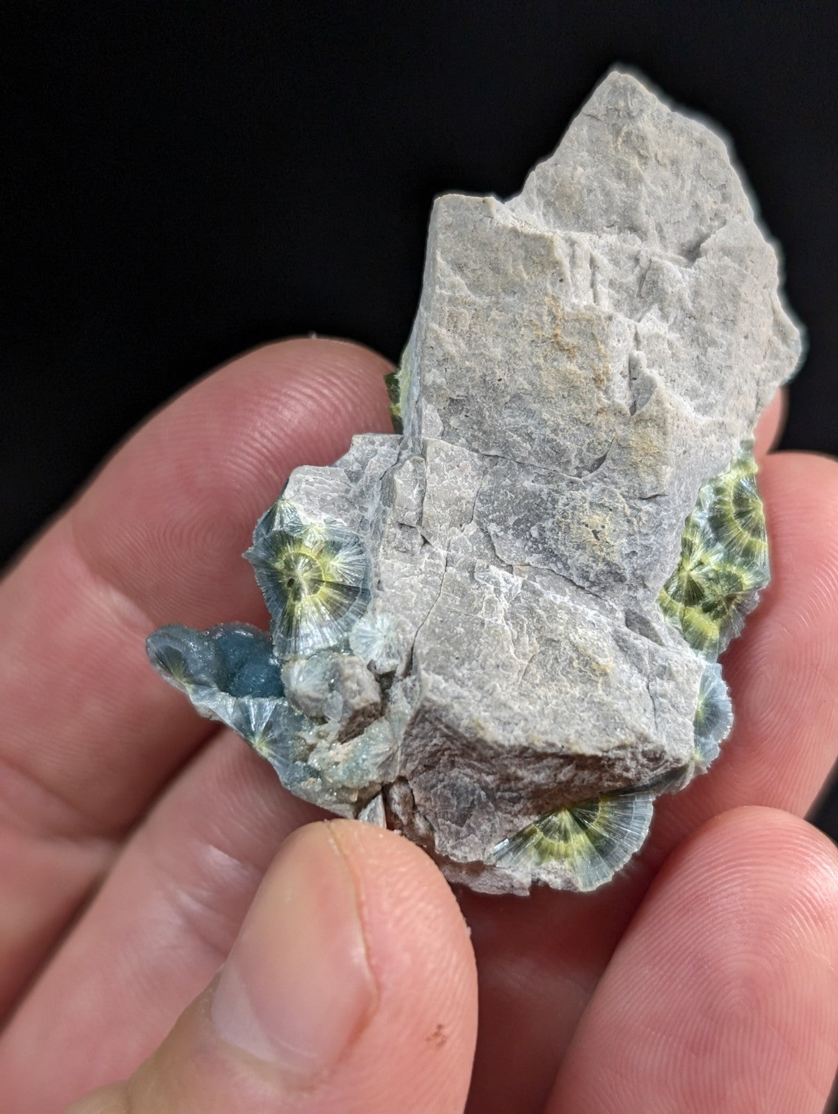 A hand holds a gray rock specimen featuring vibrant green and yellow fossilized coral patterns.