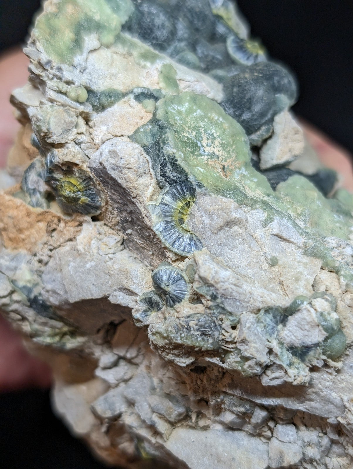 A rugged, light gray rock specimen featuring embedded green and dark blue-green fossilized spiral shells with a textured, mineral-rich surface.