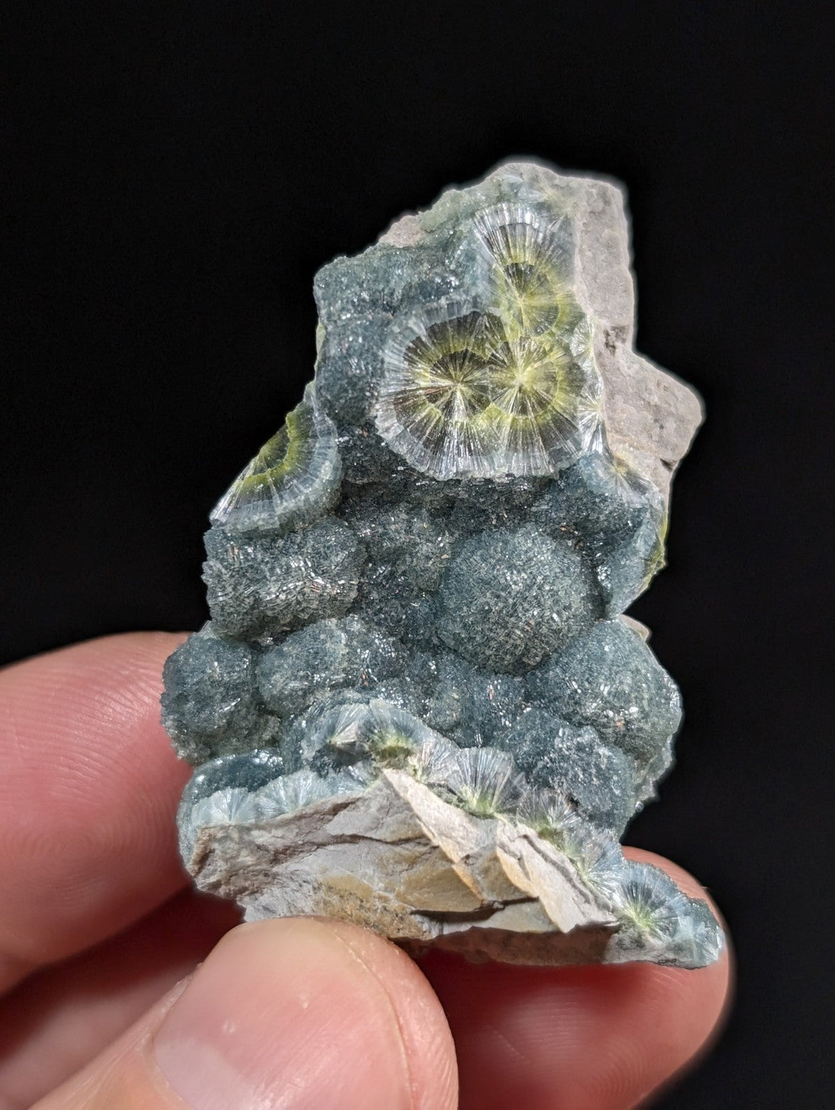 A striking green and gray fossilized coral specimen with intricate radial patterns, held gently in a hand against a dark background.