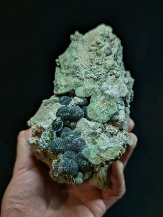 A hand holds a geological specimen featuring clusters of dark, rounded nodules nestled within a matrix of pale green and grayish rock.