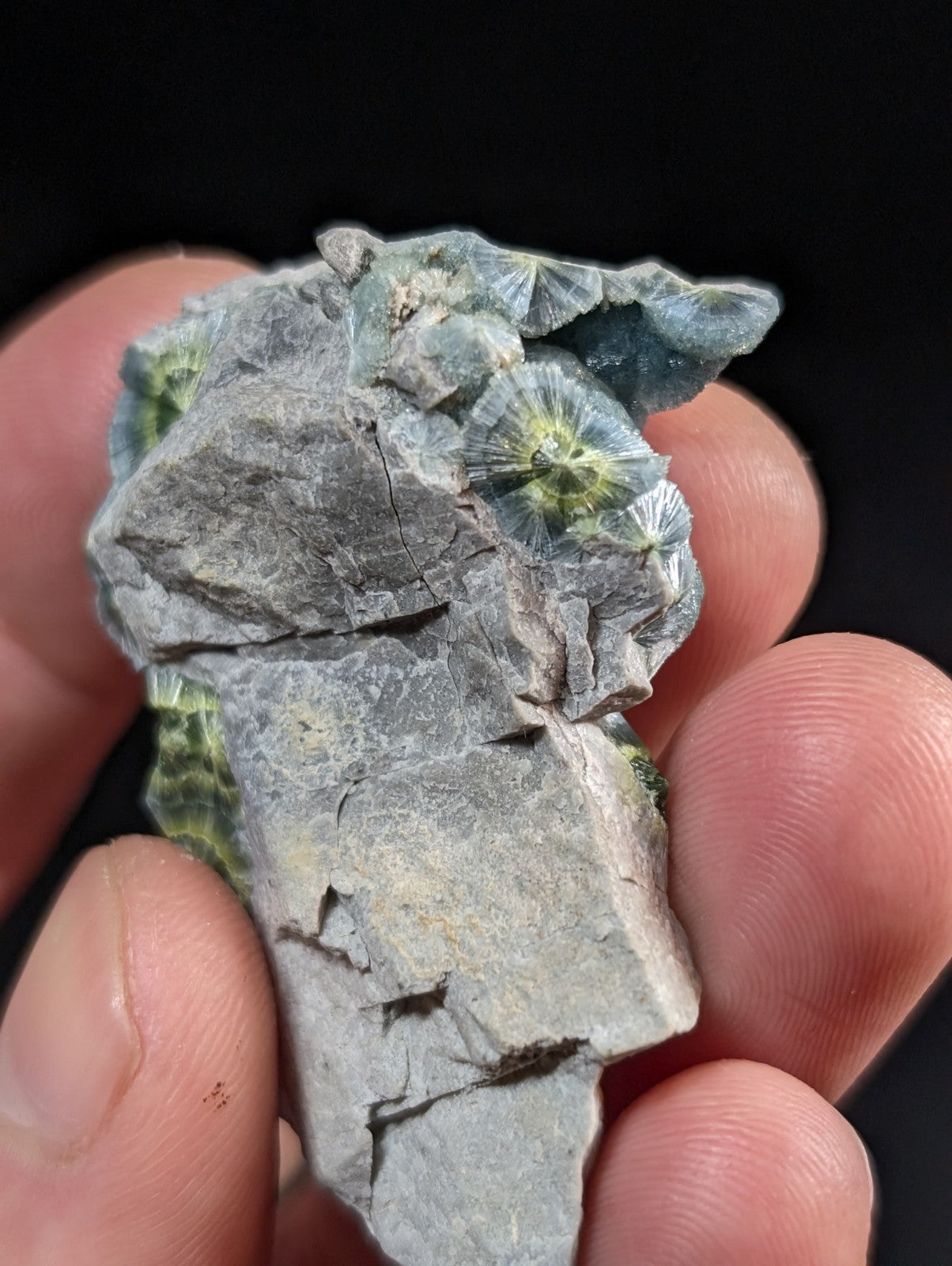 A hand holds a gray rock specimen featuring intricate, radiating greenish-yellow mineral formations resembling fossilized shells or starburst patterns.