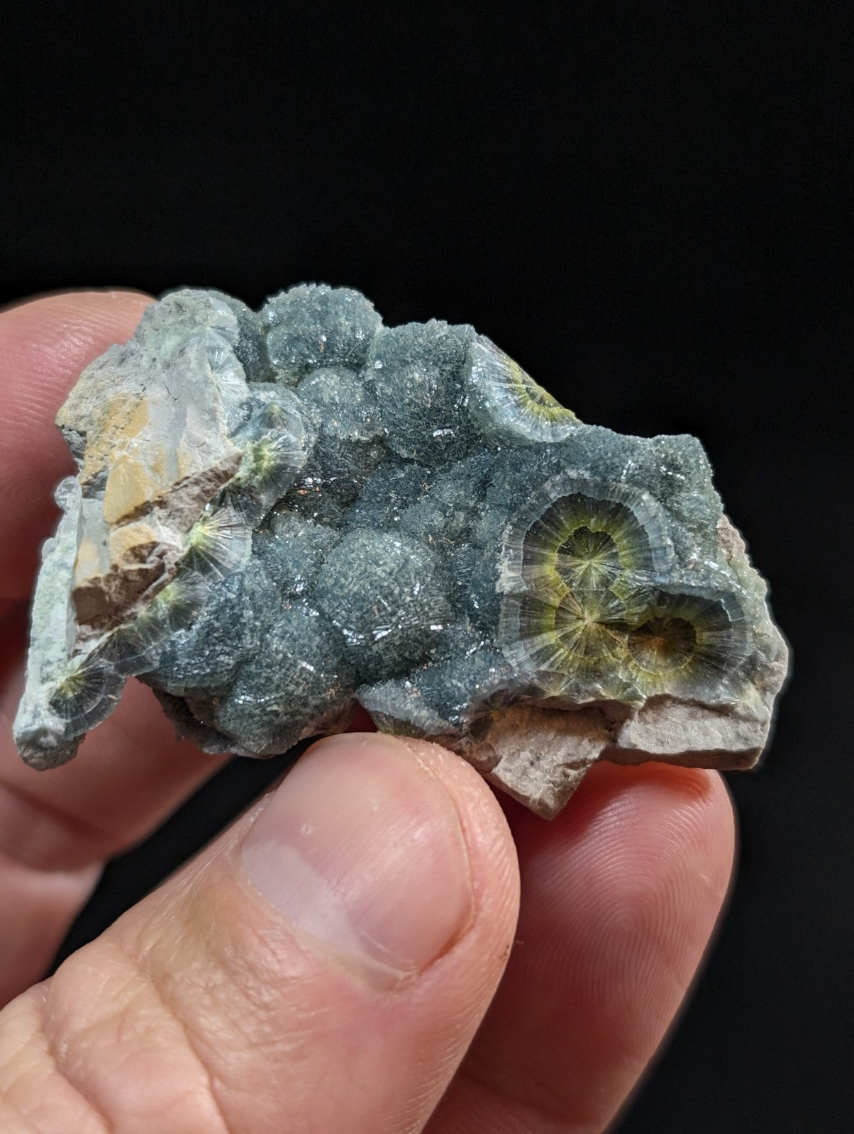 A hand holds a rough, irregularly shaped piece of greenish-gray fossilized coral with distinct circular patterns and yellow-green centers.