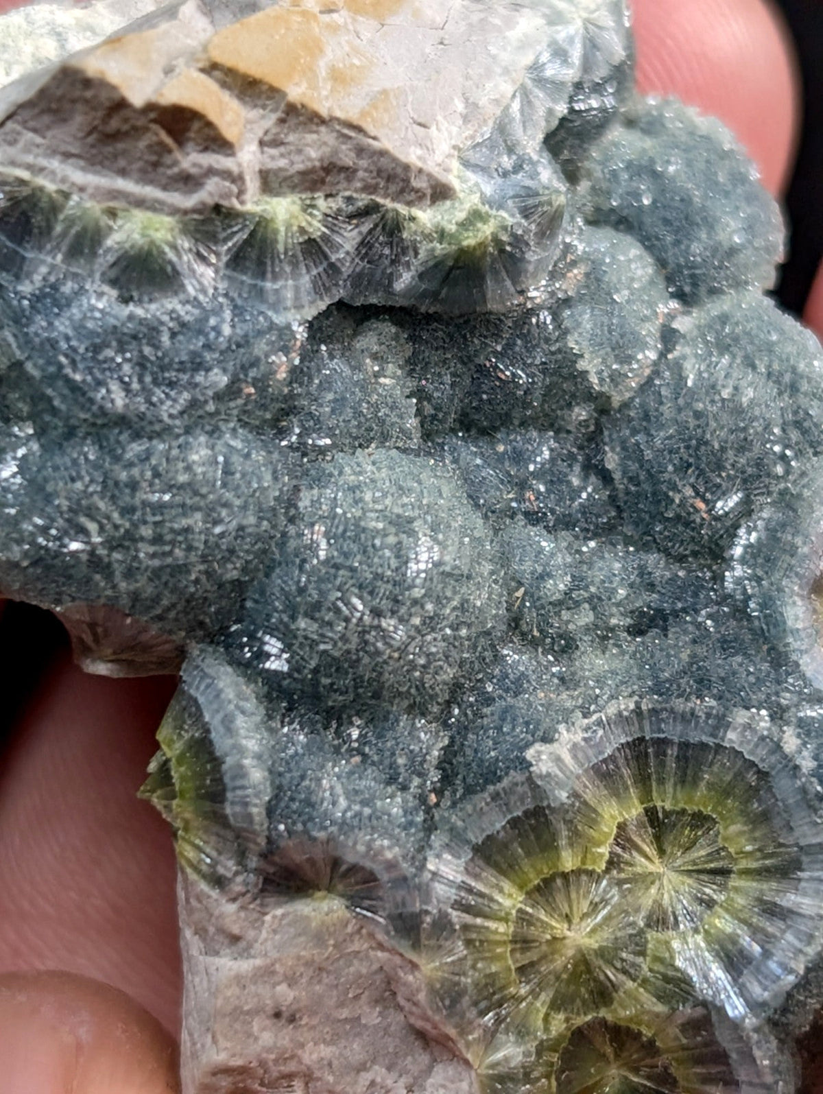 A cluster of translucent green and yellow fossilized coral with intricate radial patterns, embedded in a dark gray rock matrix.