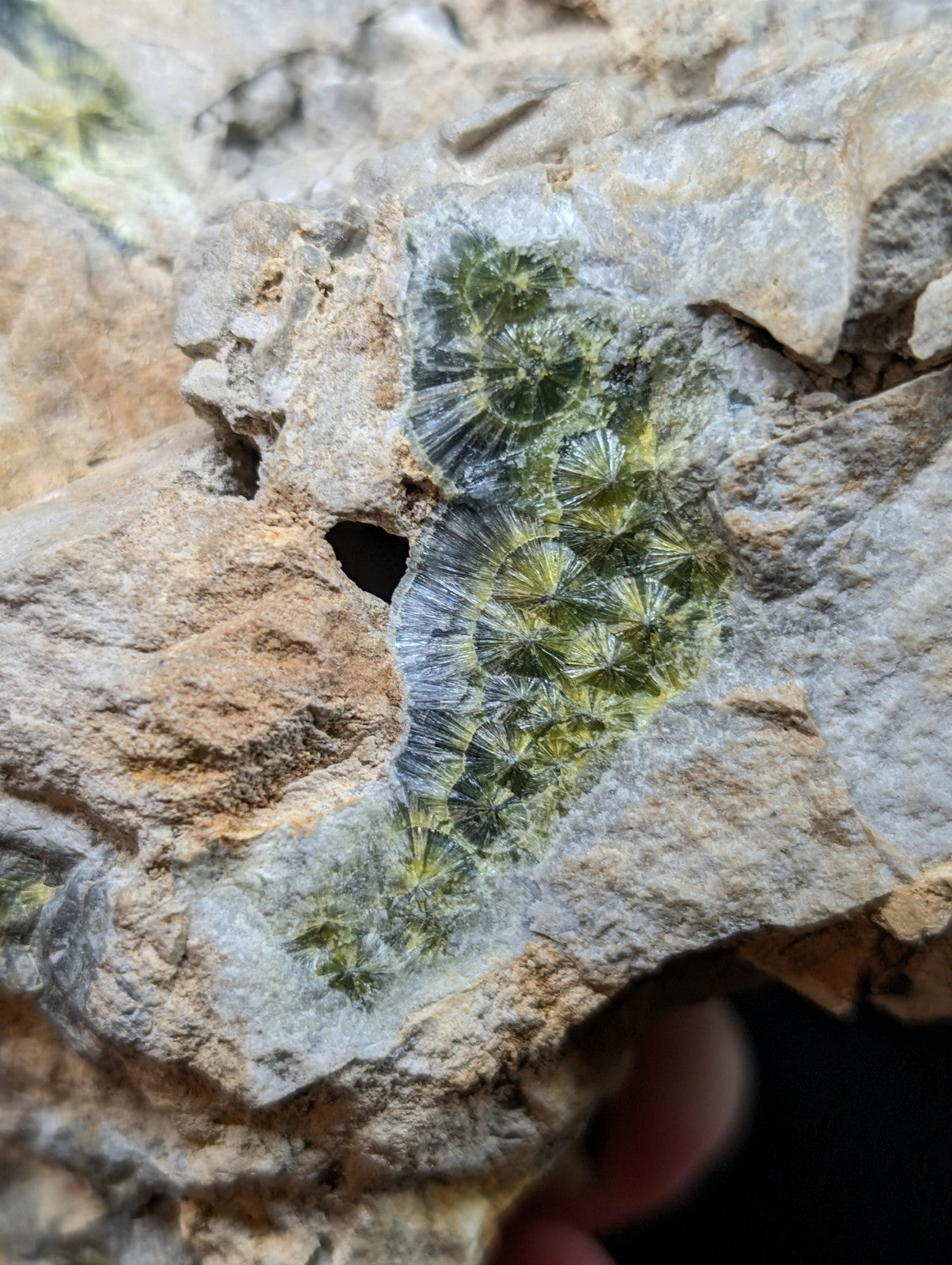 A green, translucent fossilized coral embedded in a gray rock matrix.