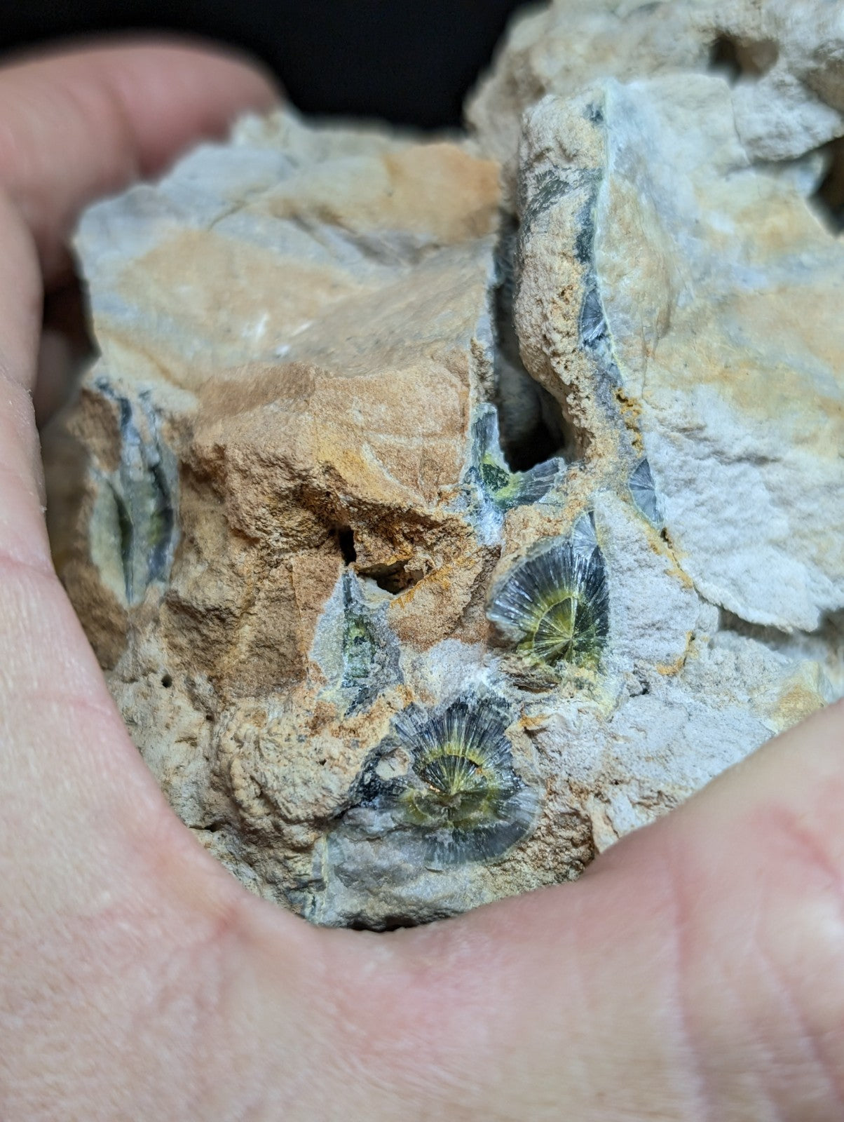 A hand holds a rugged, light tan and gray rock specimen featuring several embedded greenish-blue fossilized ammonite shells with distinct radial patterns.