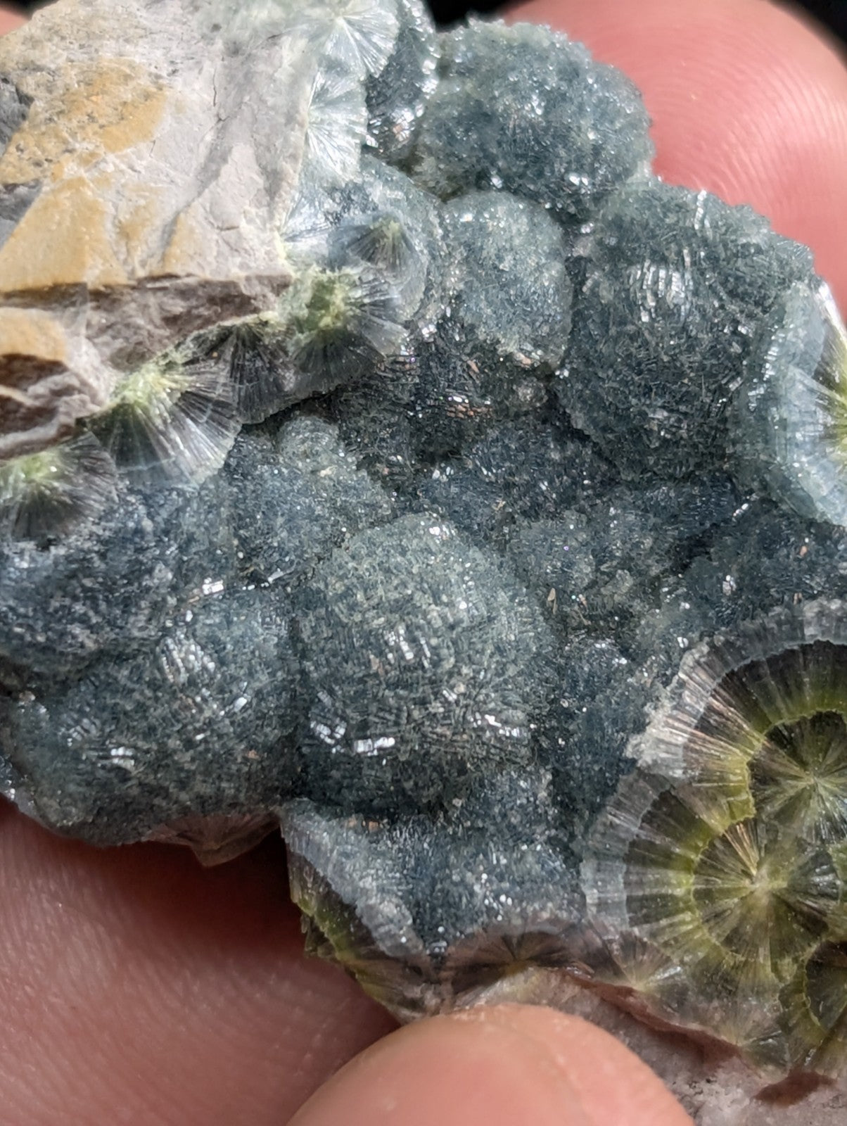 A cluster of dark gray, translucent fossilized coral with intricate radial patterns and hints of yellow-green at the edges.
