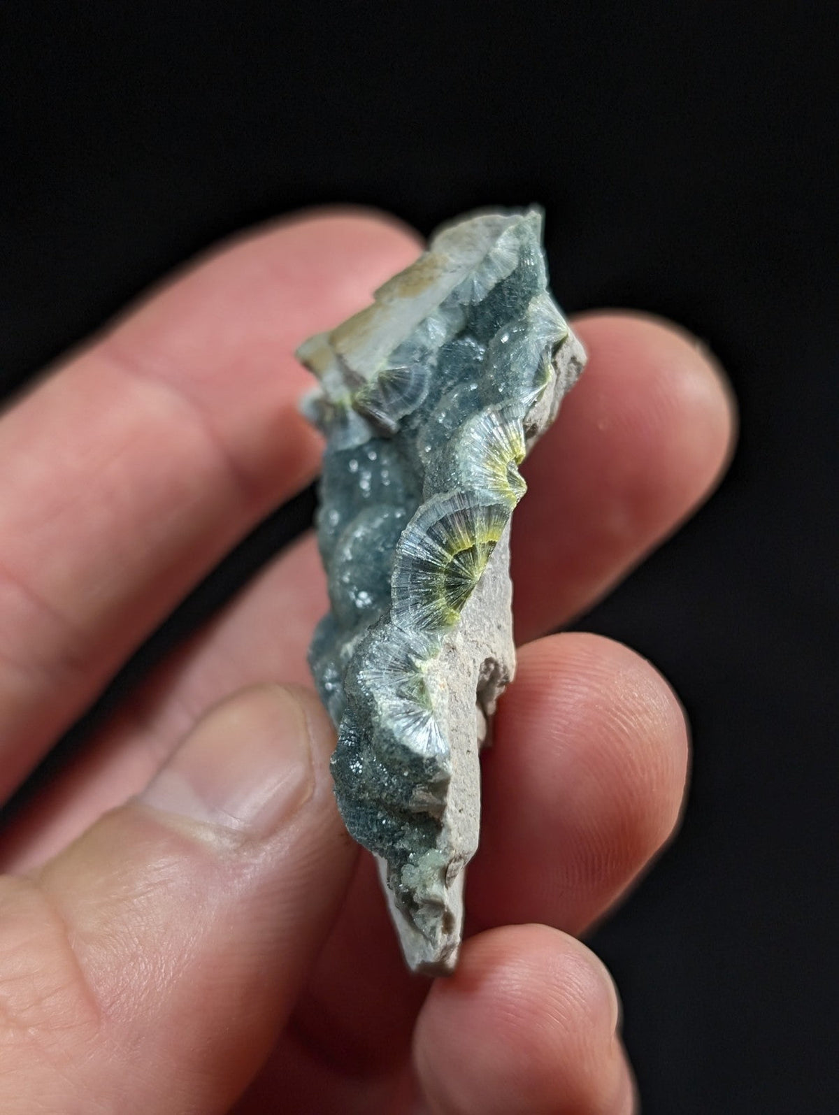 A hand holds a grayish-green fossilized seashell with intricate, fan-like ridges and subtle yellow highlights.