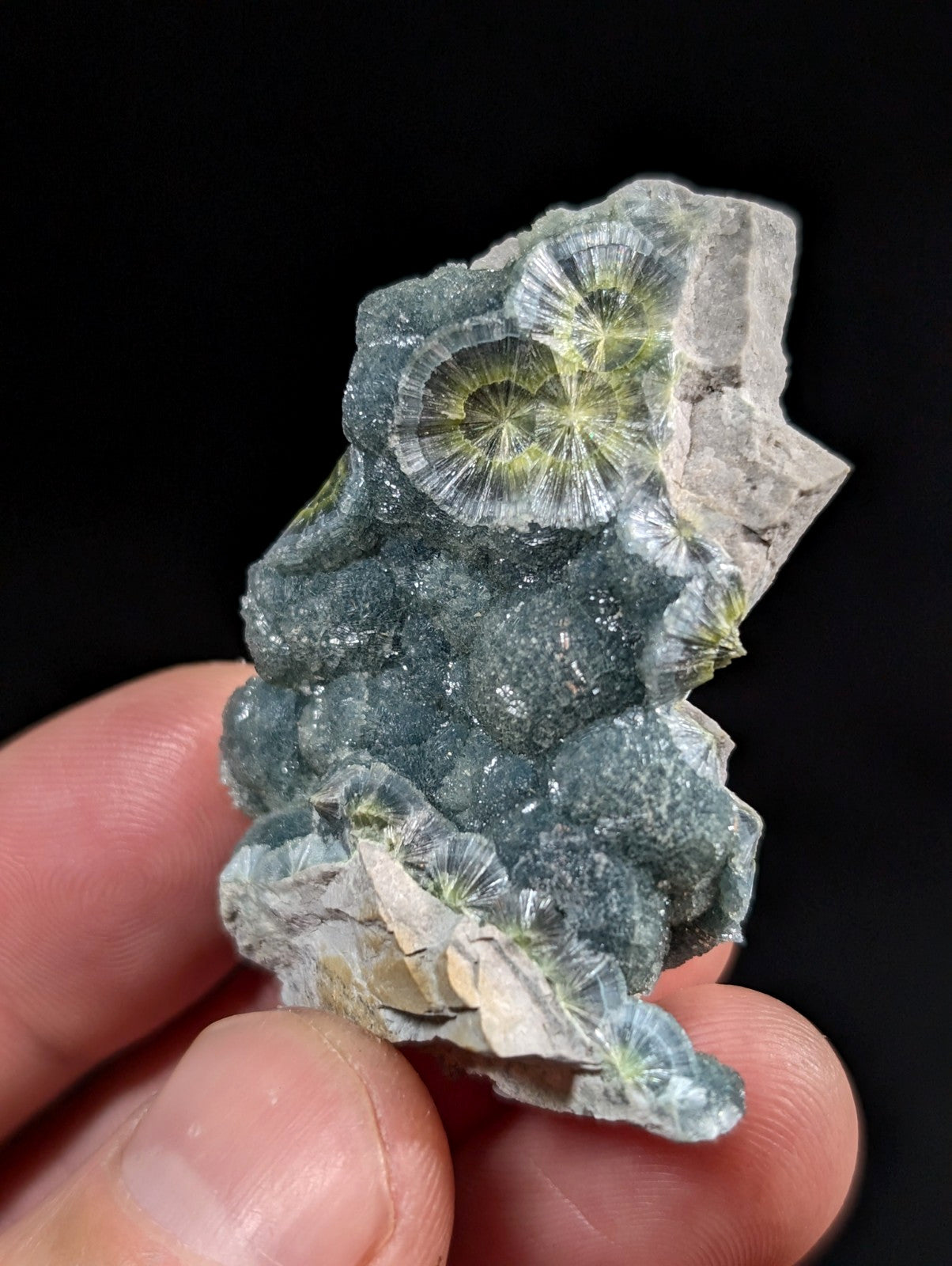 A hand holds a fossilized coral specimen with intricate, radiating green and translucent patterns embedded in dark gray rock.