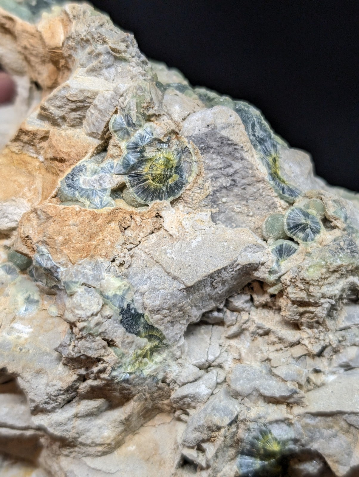 A cluster of greenish-blue, circular fossilized coral embedded in a textured gray and tan rock matrix.