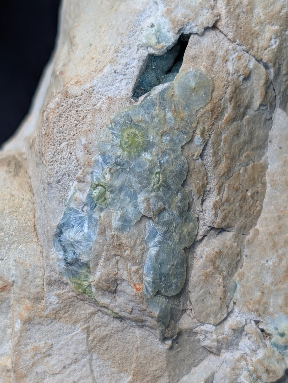 A cluster of translucent, pale blue-green fossilized coral embedded in a textured beige rock matrix.