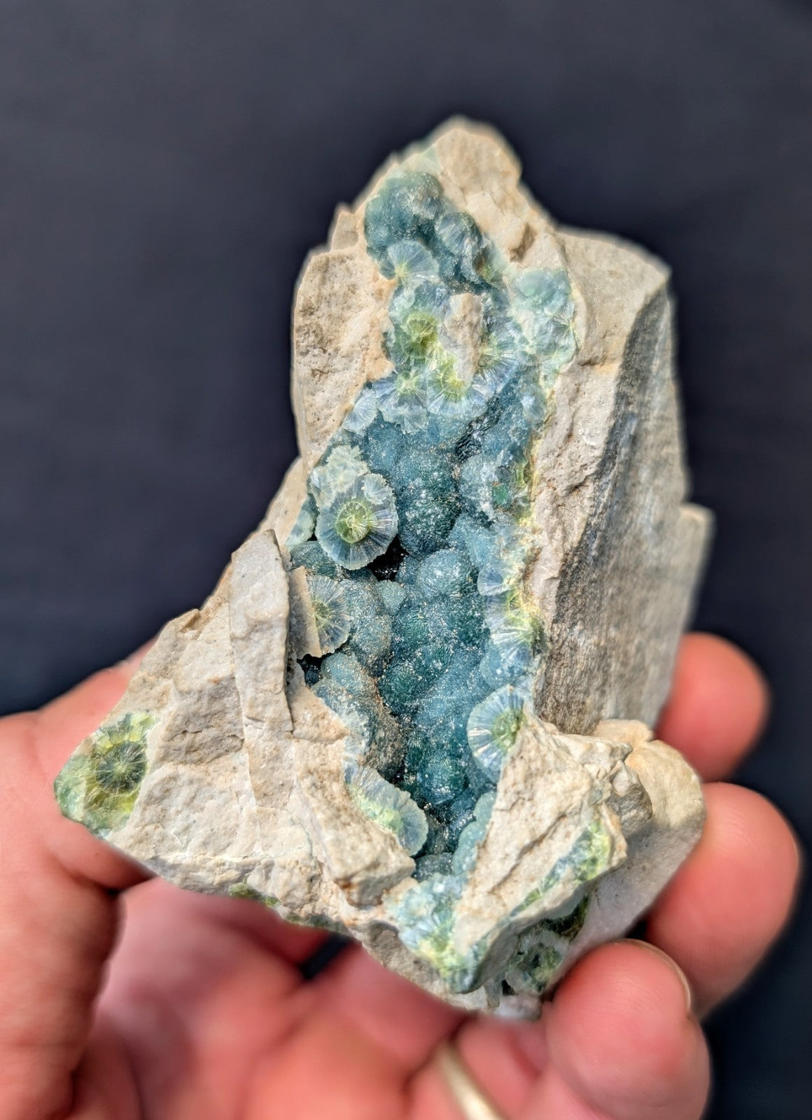 A hand holds a natural mineral specimen featuring vibrant blue-green druzy crystals growing from a rough, light gray rock matrix.