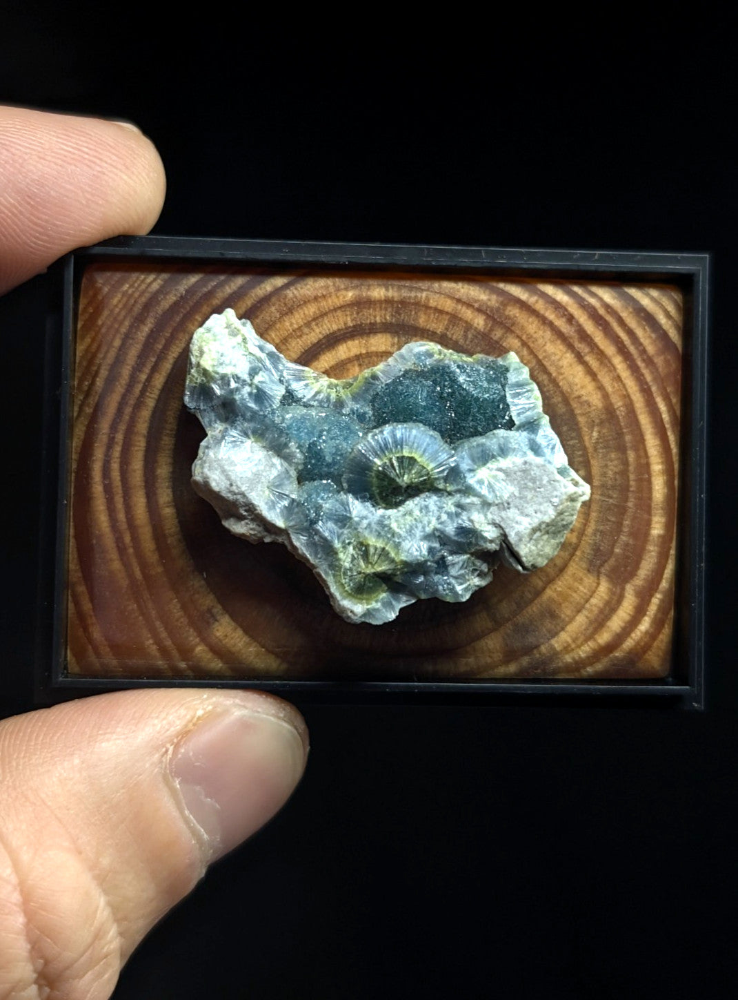 A polished green and white fossilized ammonite specimen displayed in a rectangular wooden frame with concentric ring patterns.