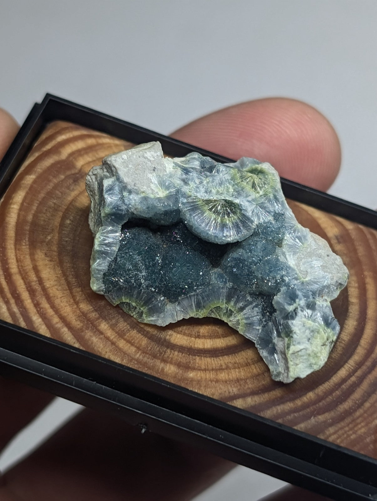 A green and white fossilized coral specimen with a rough, textured surface.