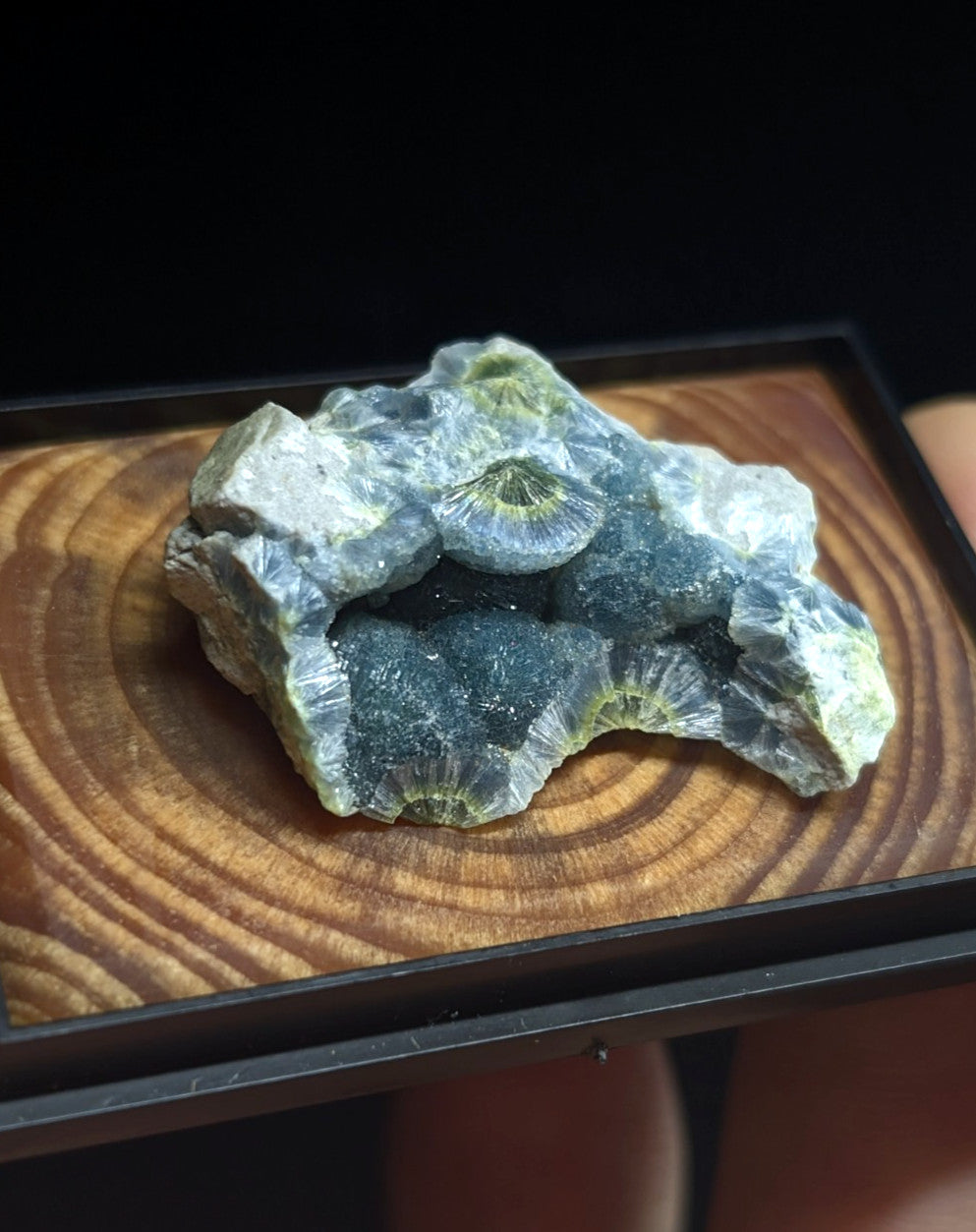 A striking gray and green fossilized coral specimen with intricate, fan-like structures.