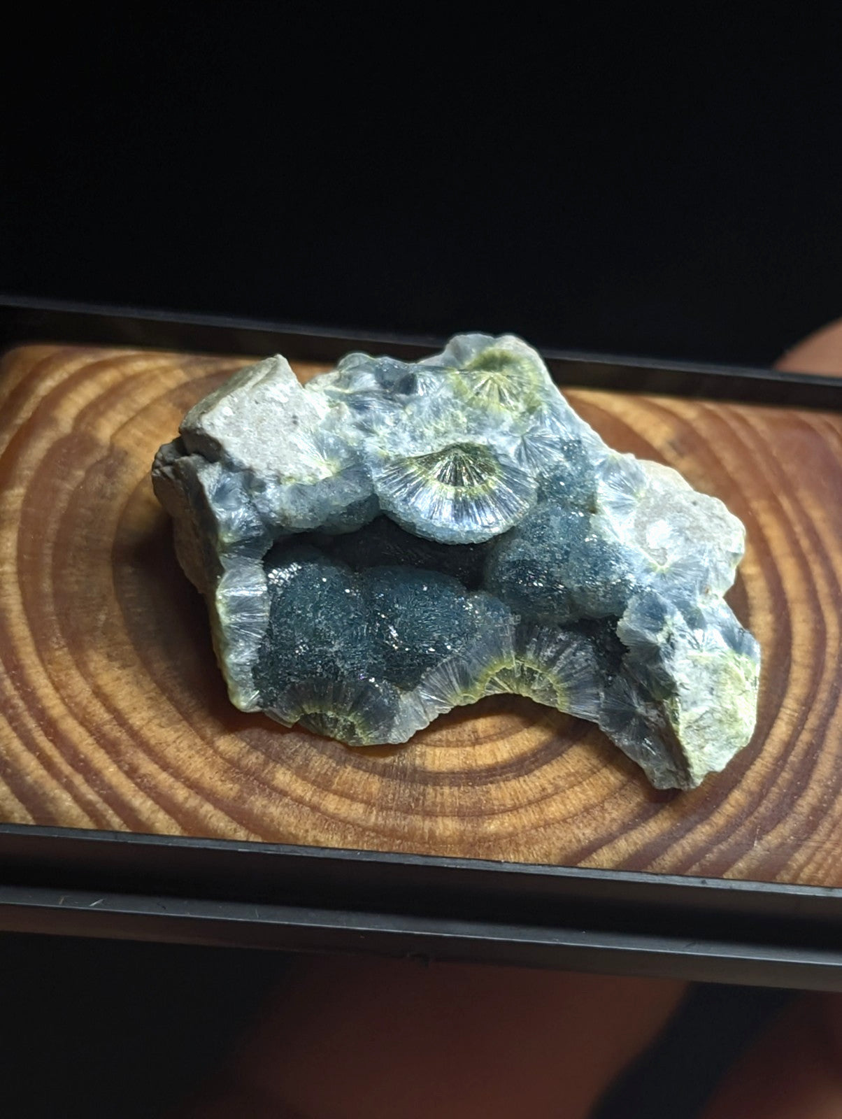 A striking blue-green fossilized coral specimen with intricate, fan-like ridges and a textured surface.