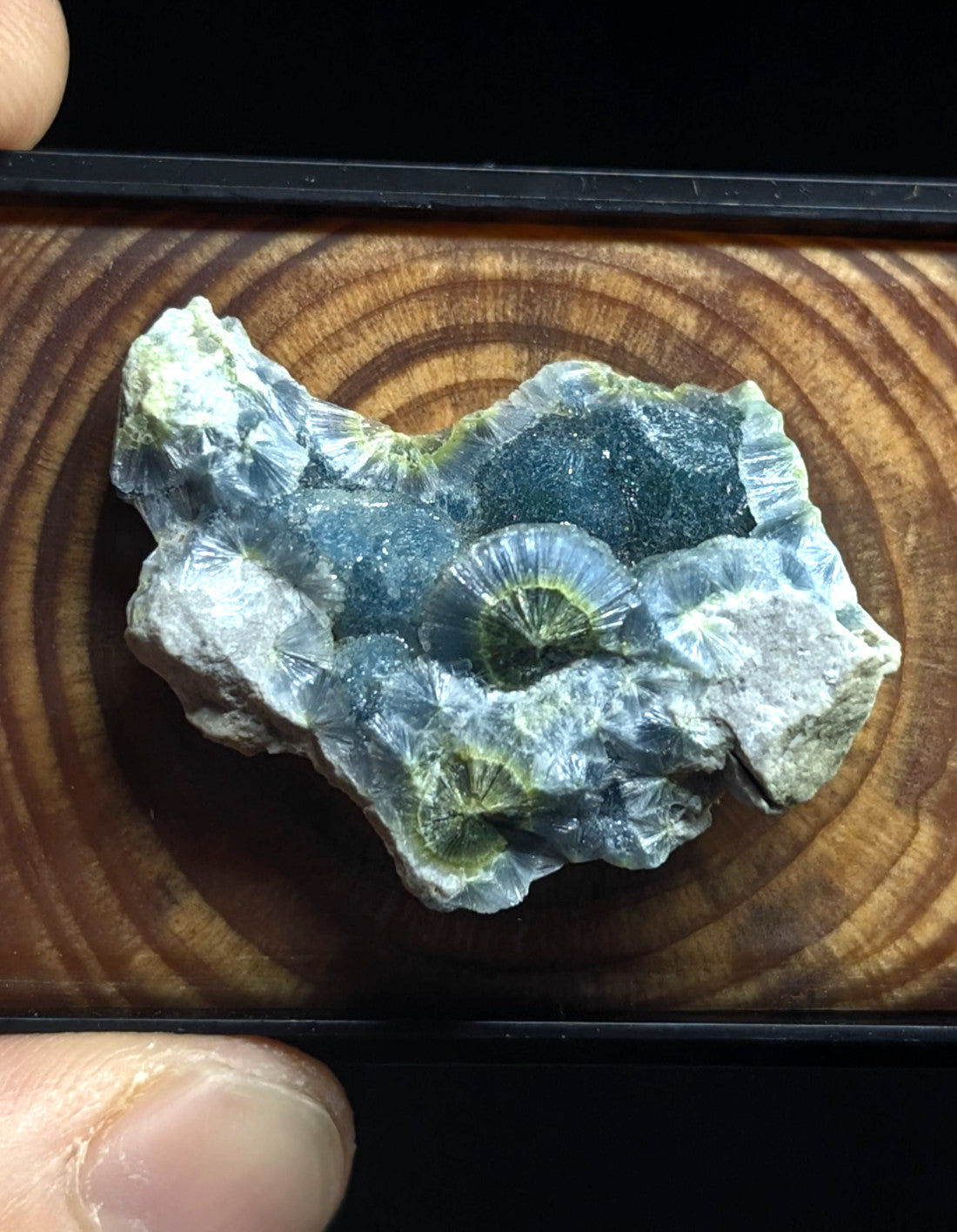 A striking blue and green fossilized coral specimen with intricate, fan-like ridges.