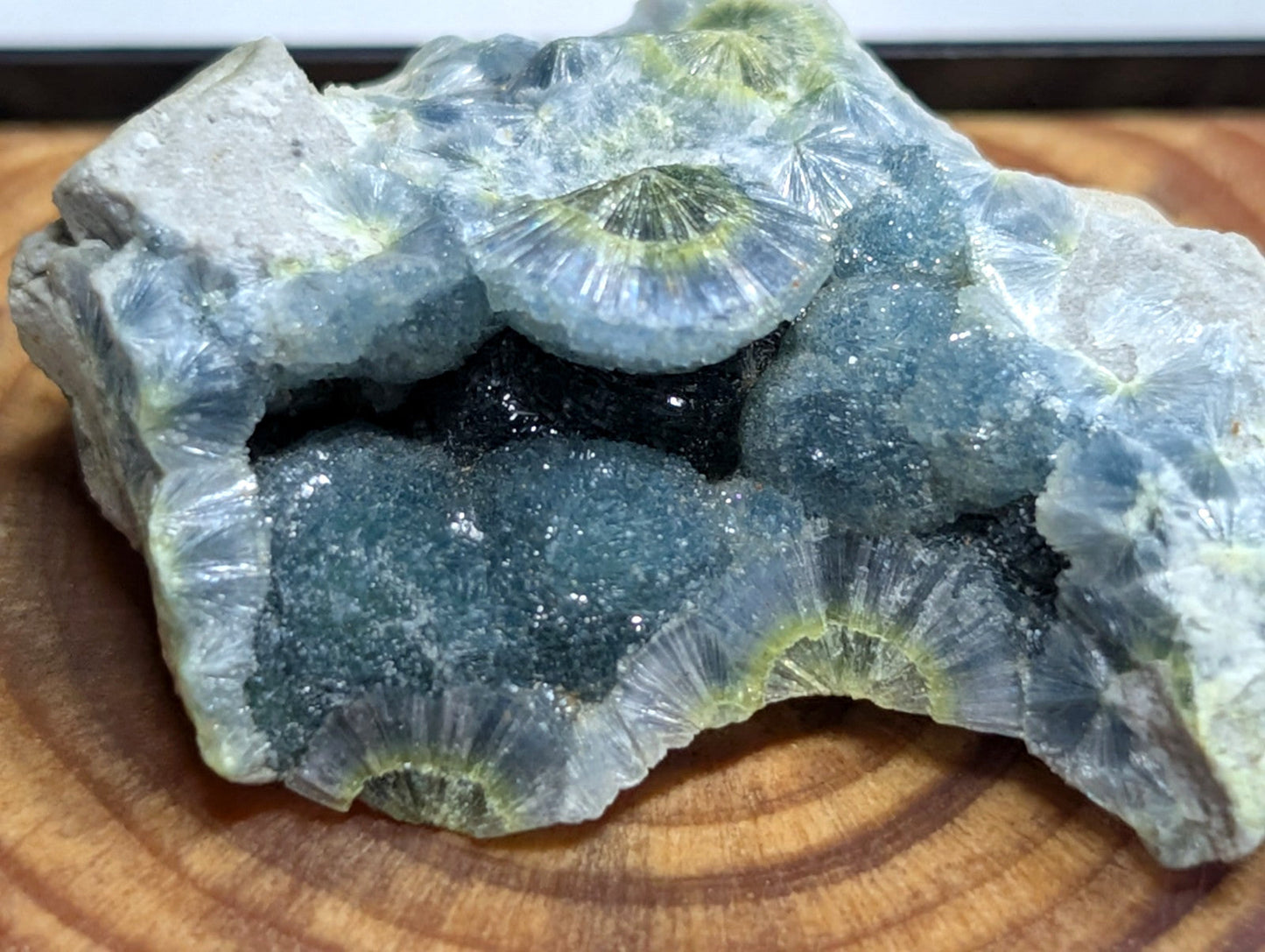 A striking blue-green fossilized coral specimen with intricate, fan-like crystalline structures and a textured surface.