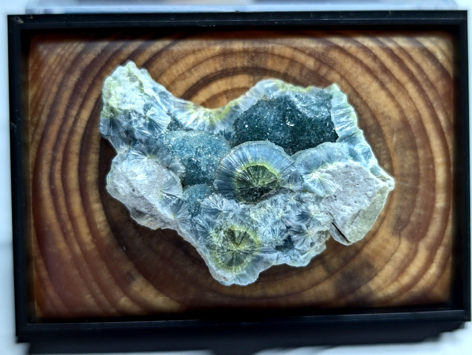 A framed fossilized coral specimen with translucent, radiating green and gray crystalline structures set against a circular wood grain background.