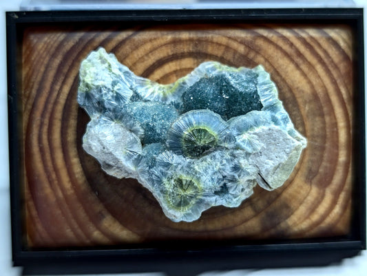 A framed fossilized coral specimen with translucent, radiating green and gray crystalline structures set against a circular wood grain background.