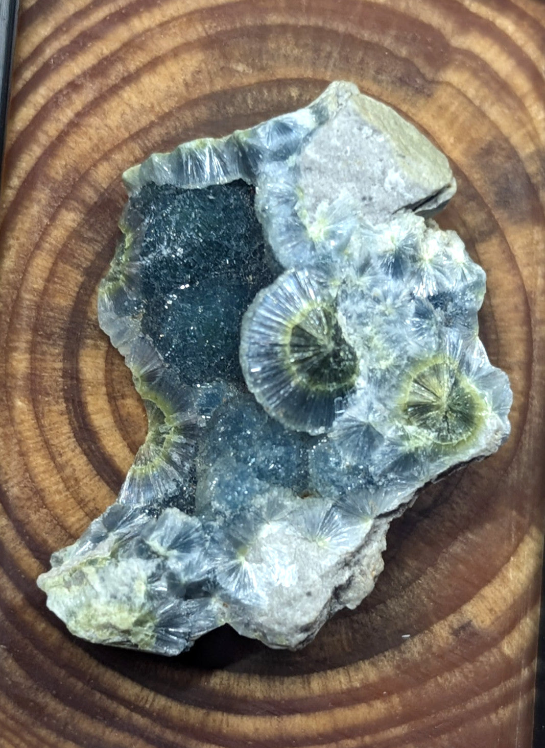A translucent green and gray fossilized coral specimen with intricate, fan-like structures.